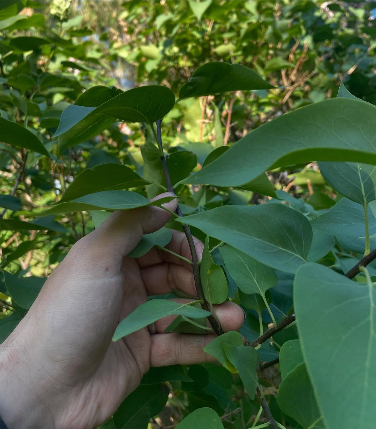 common purple lilac, shoot extension is at the right stage for softwood
