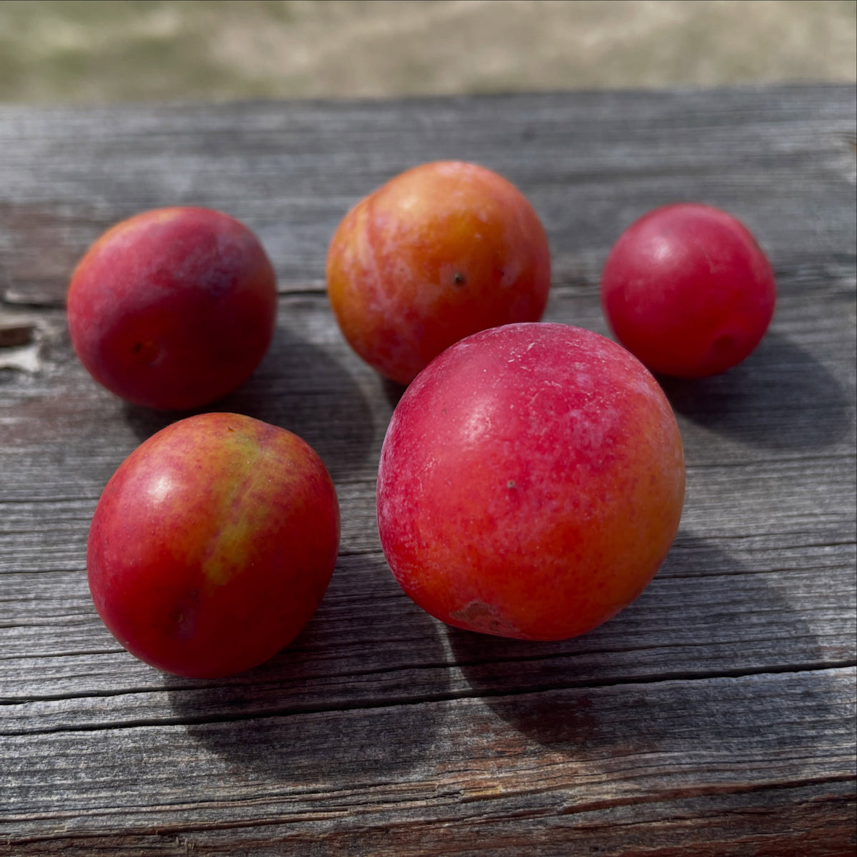 Wild plum comparison and Canada plum seed source, photograph 1 of 5