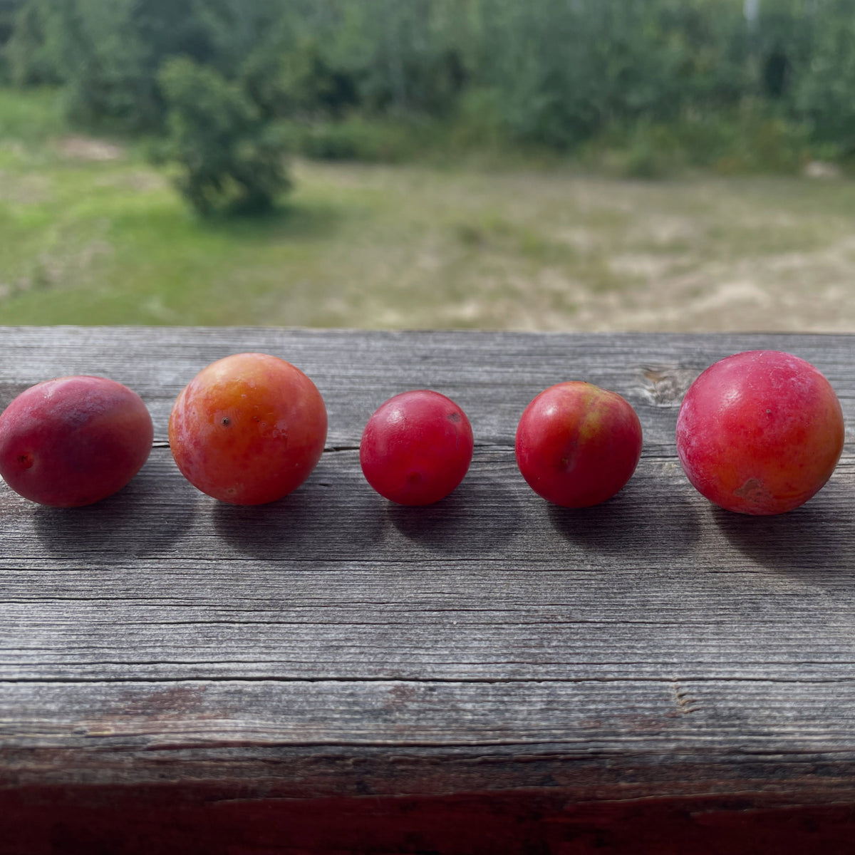 Wild plum comparison and Canada plum seed source, photograph 2 of 5