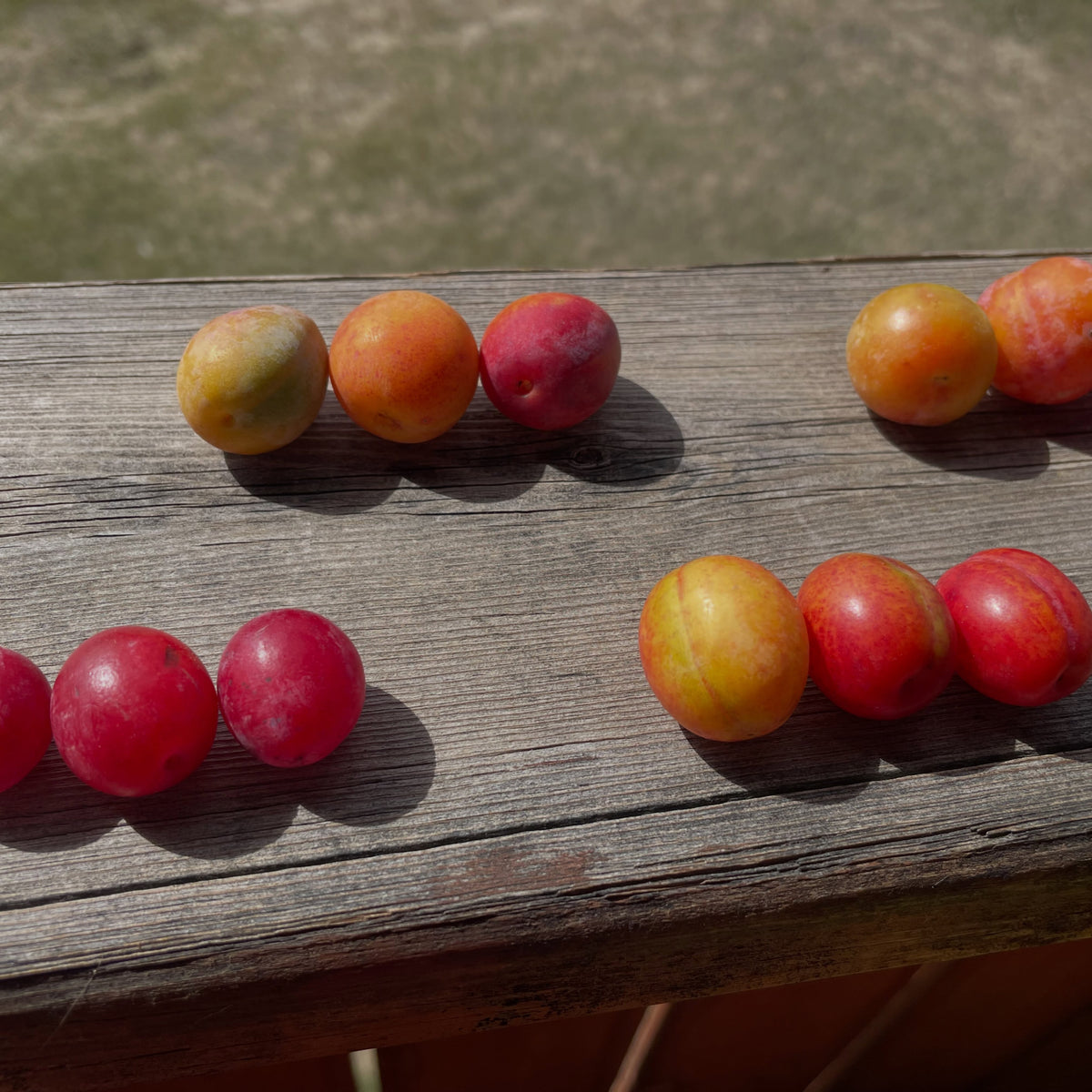 Wild plum comparison and Canada plum seed source, photograph 3 of 5