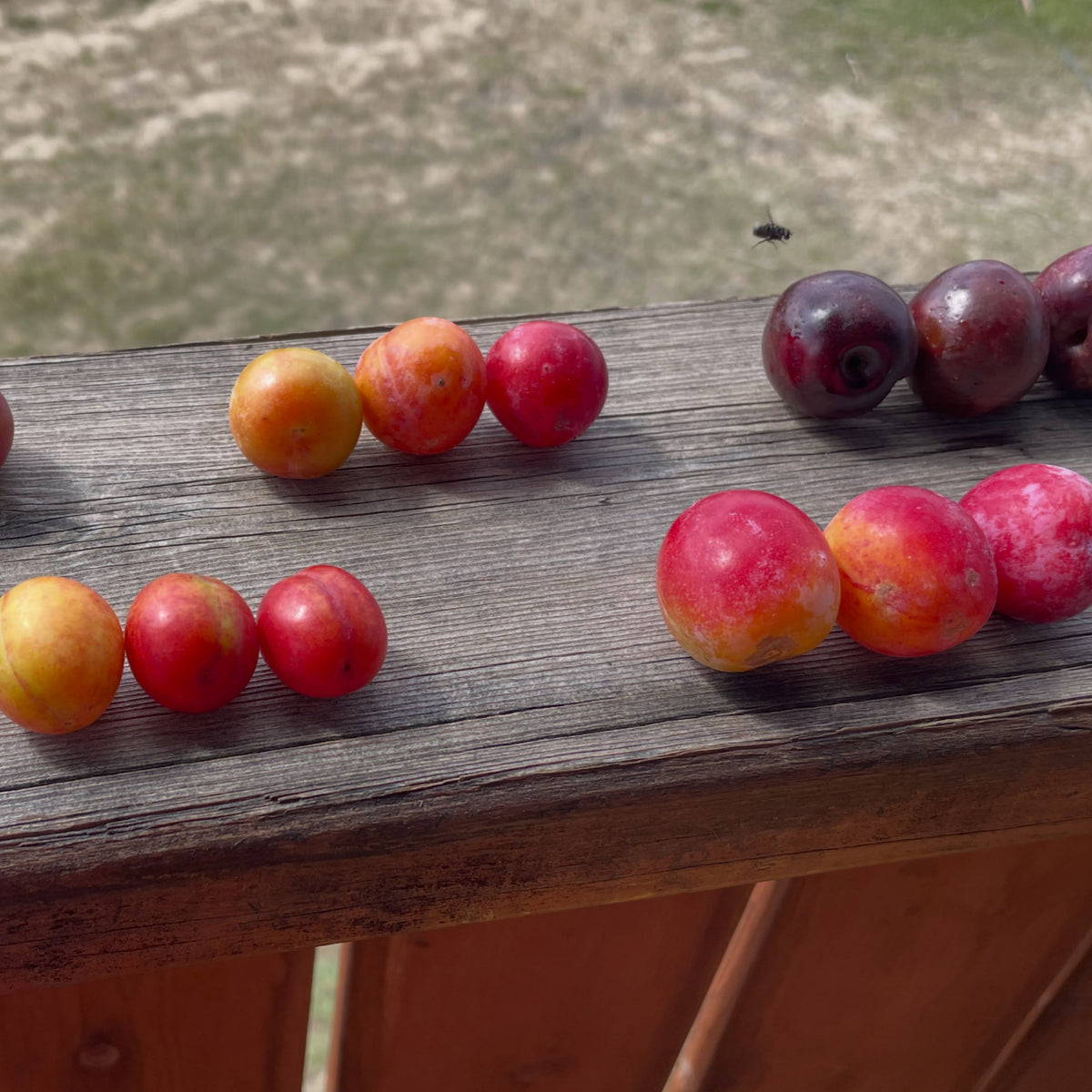 Wild plum comparison and Canada plum seed source, photograph 4 of 5