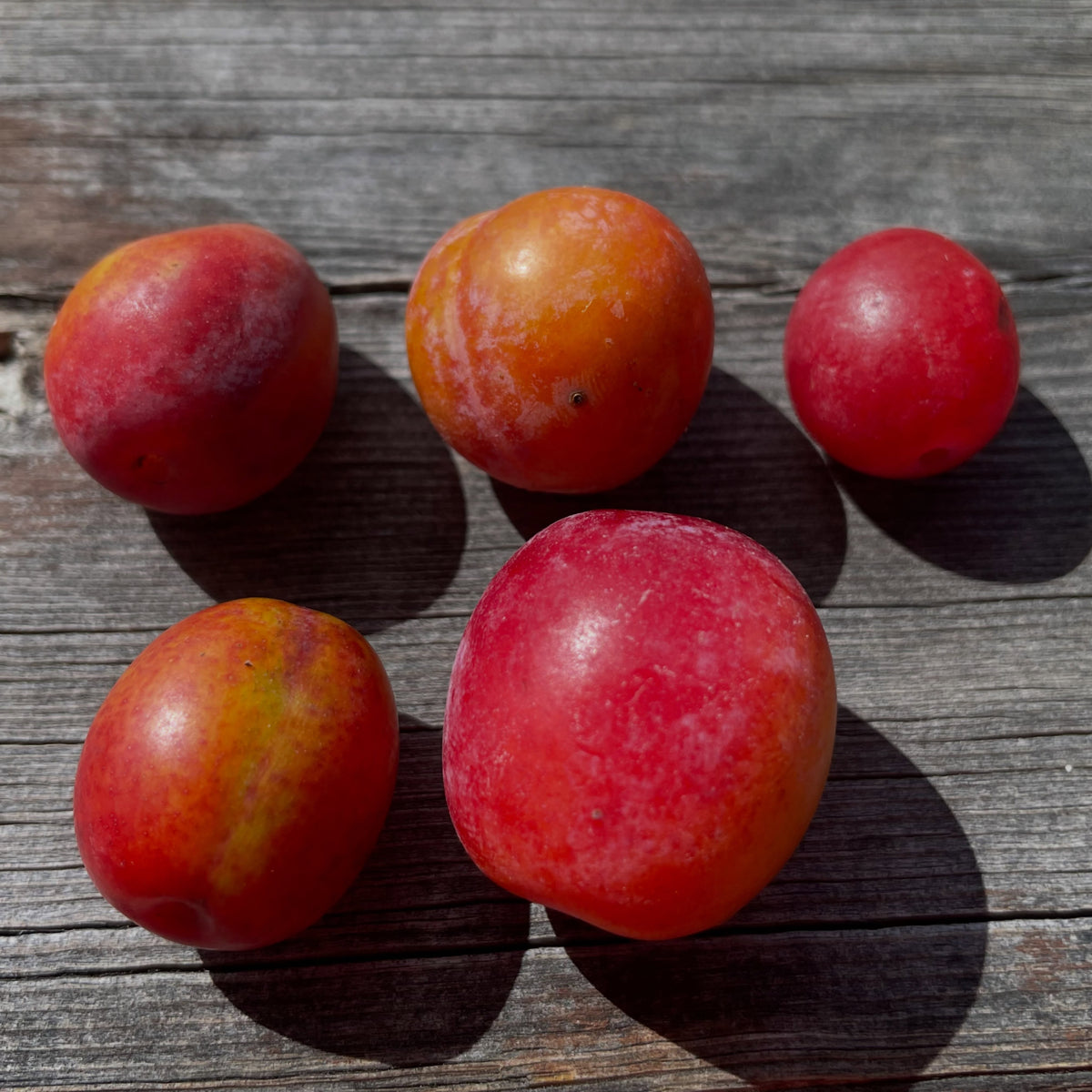 Wild plum comparison and Canada plum seed source, photograph 5 of 5