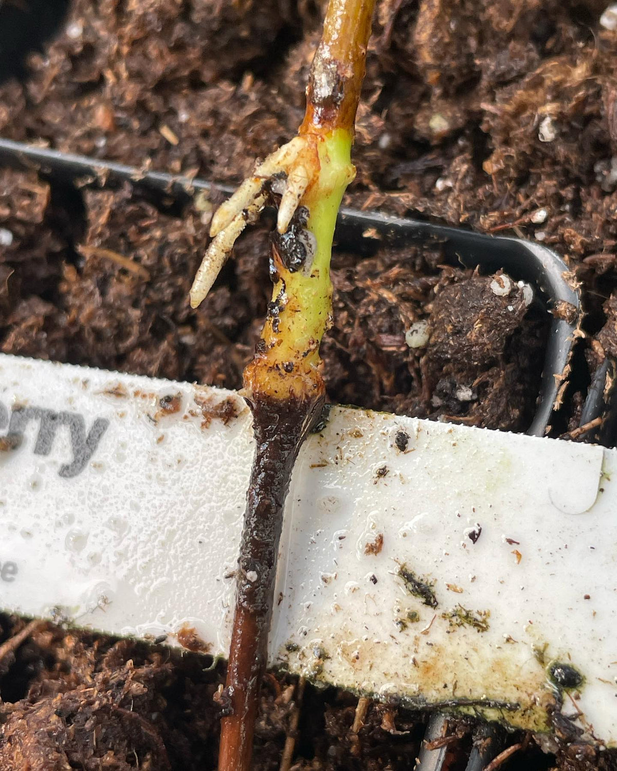 compartmentalization in an evans cherry cutting from a tray that was too wet, it was under a misting nozzle that drips, image 1 of 7