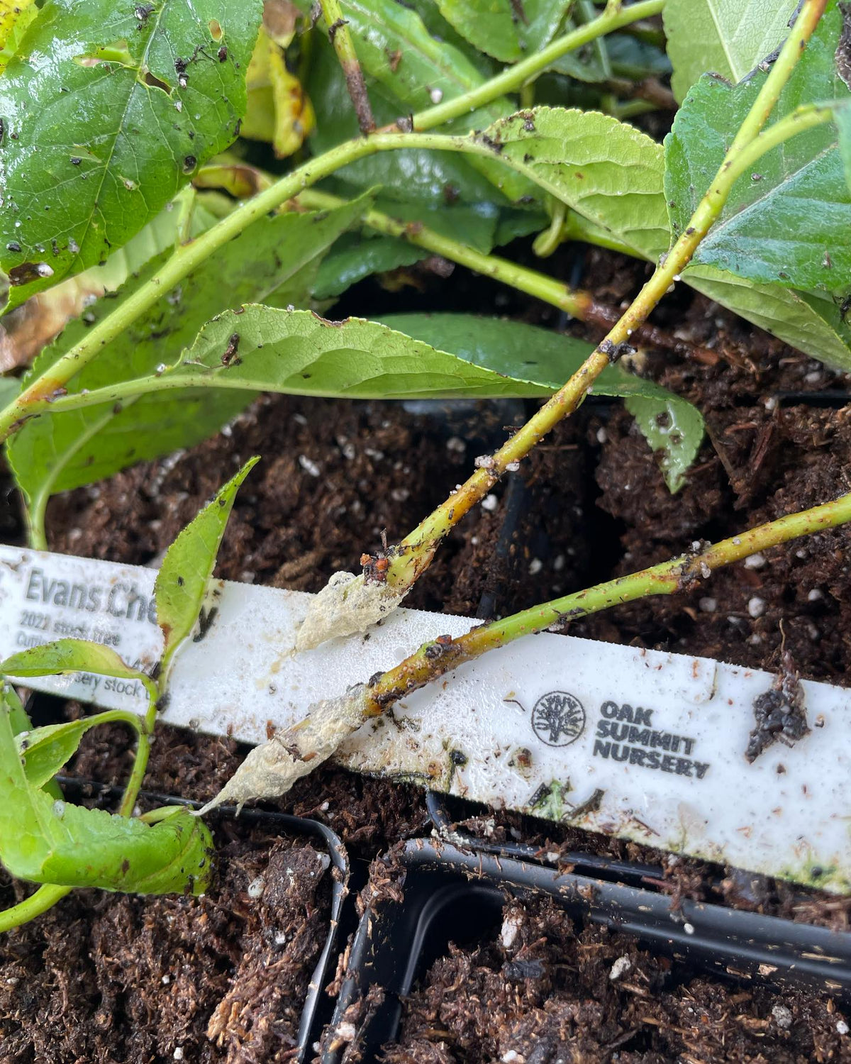 compartmentalization in an evans cherry cutting from a tray that was too wet, it was under a misting nozzle that drips, image 3 of 7