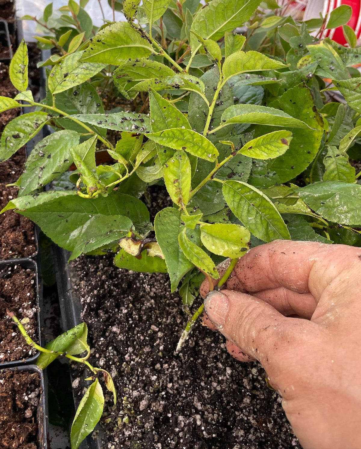 compartmentalization in an evans cherry cutting from a tray that was too wet, it was under a misting nozzle that drips, image 4 of 7