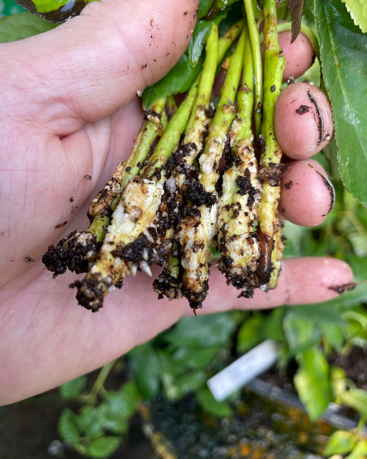 compartmentalization in an evans cherry cutting from a tray that was too wet, it was under a misting nozzle that drips, image 5 of 7
