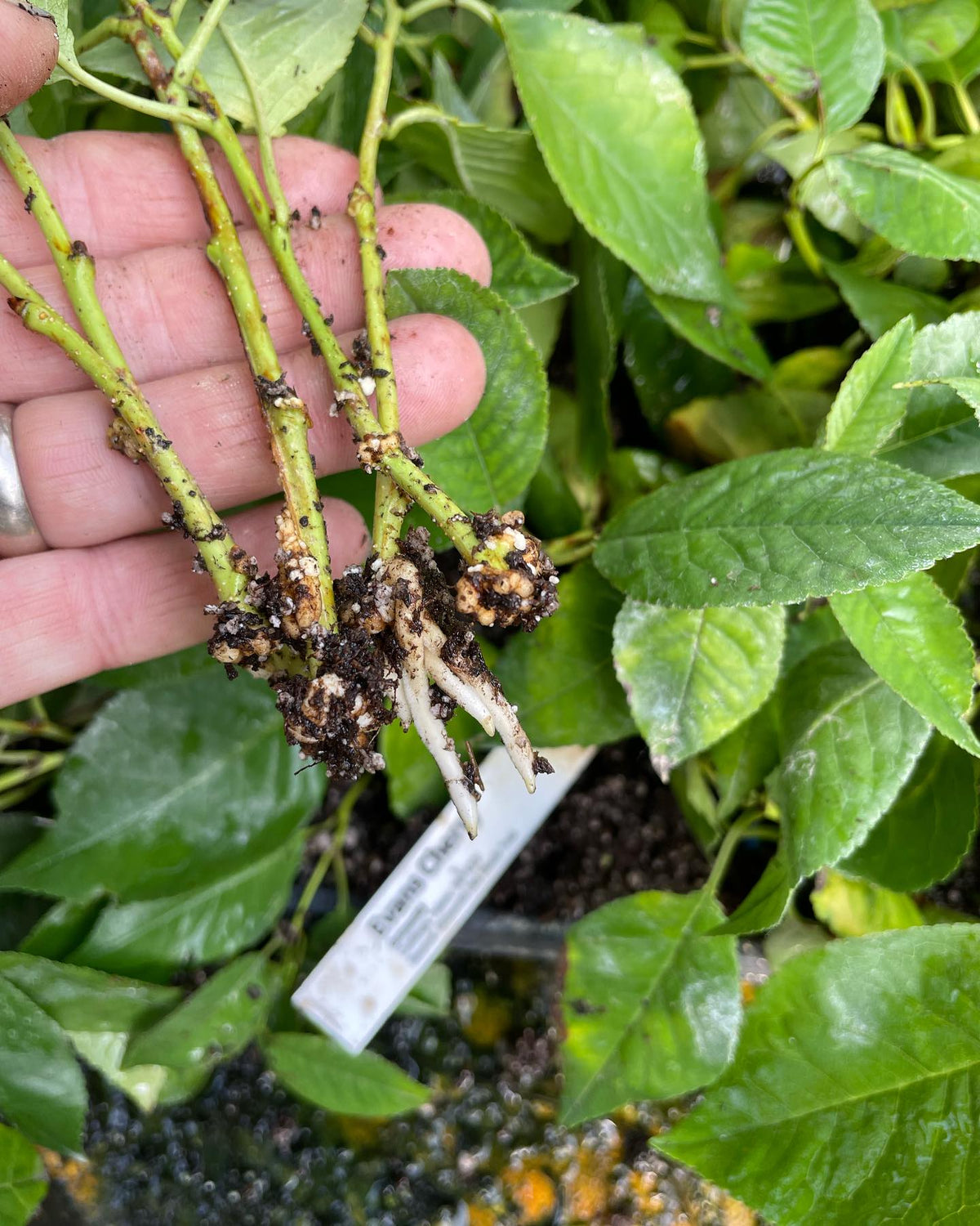compartmentalization in an evans cherry cutting from a tray that was too wet, it was under a misting nozzle that drips, image 6 of 7