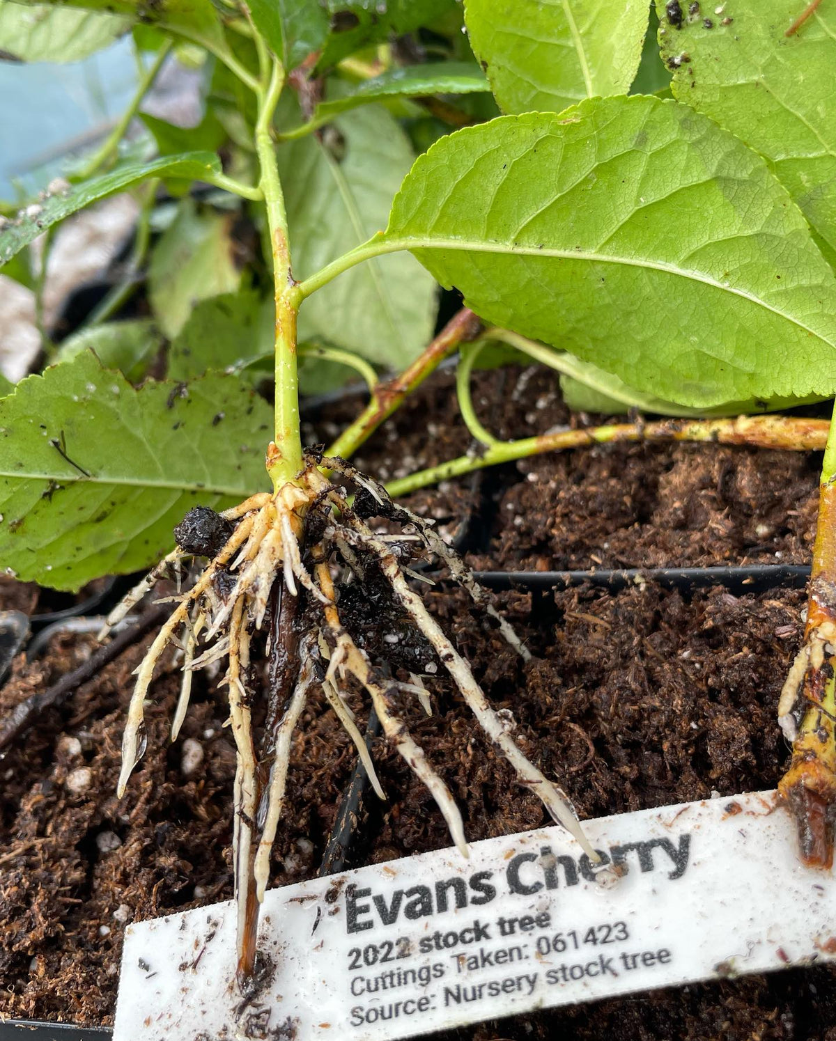 compartmentalization in an evans cherry cutting from a tray that was too wet, it was under a misting nozzle that drips, image 7 of 7