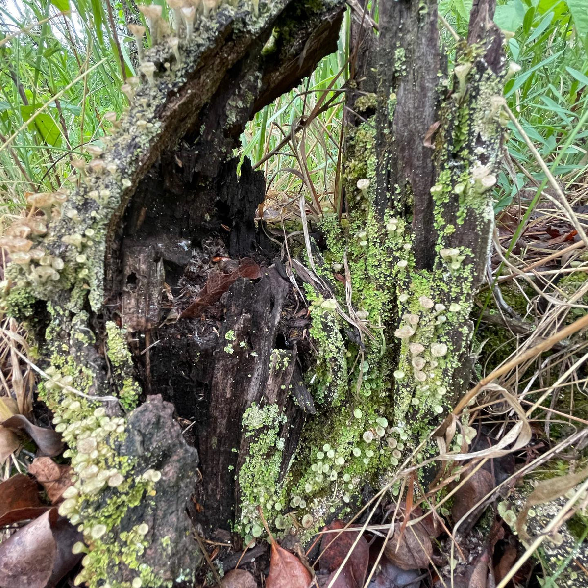 Cool stump covered in Cladonia chlorophaea lichens, little cup like guys #cladonia #lichen #lichens, image 1 of 2