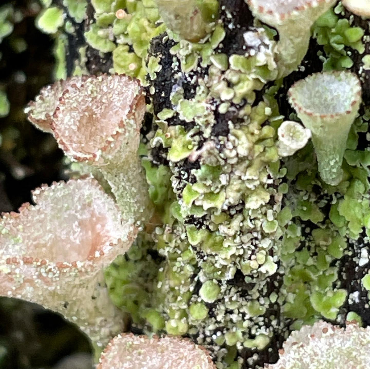 Cool stump covered in Cladonia chlorophaea lichens, little cup like guys #cladonia #lichen #lichens, image 2 of 2