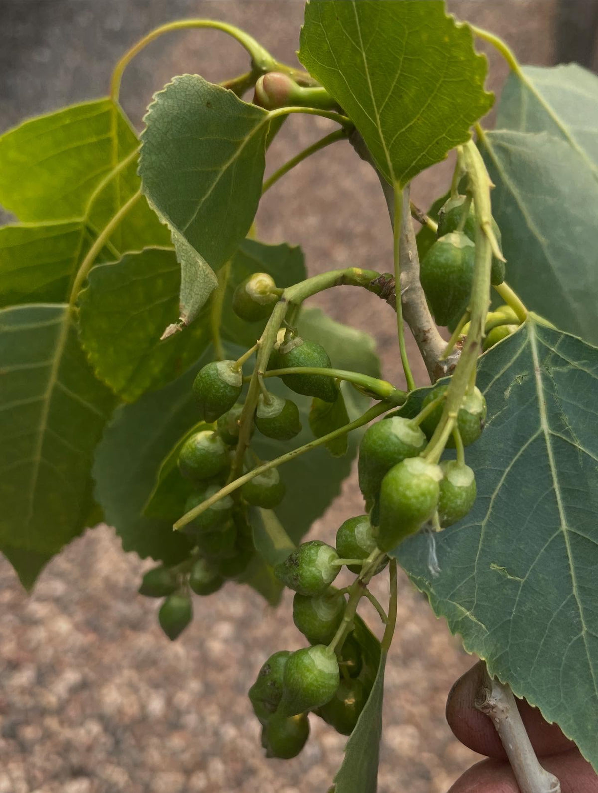 cottonwood, but a hybrid, based on leaf shape, image 2 of 2