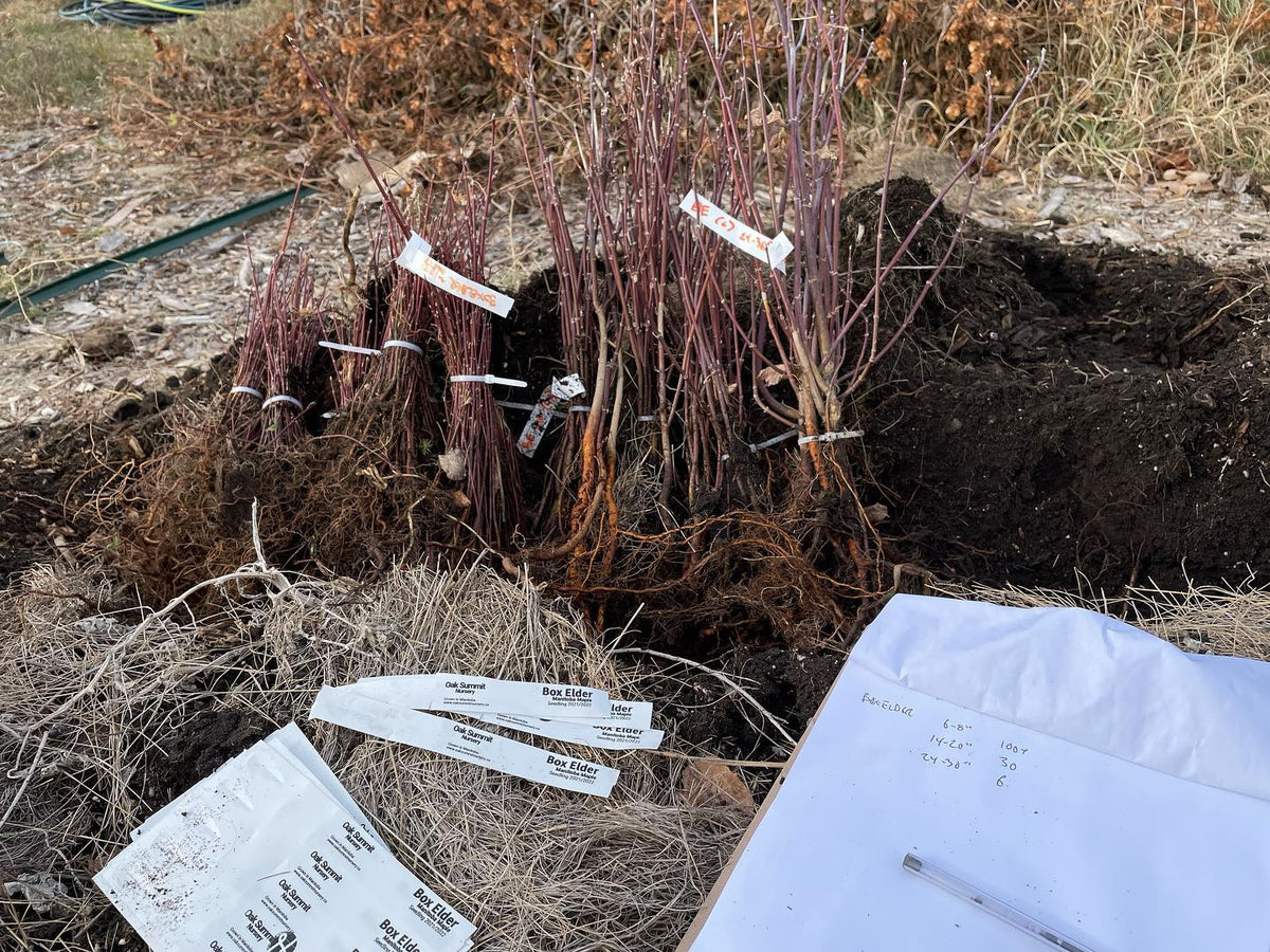 counting my trees, super organized with a clipboard and everything, image 1 of 2