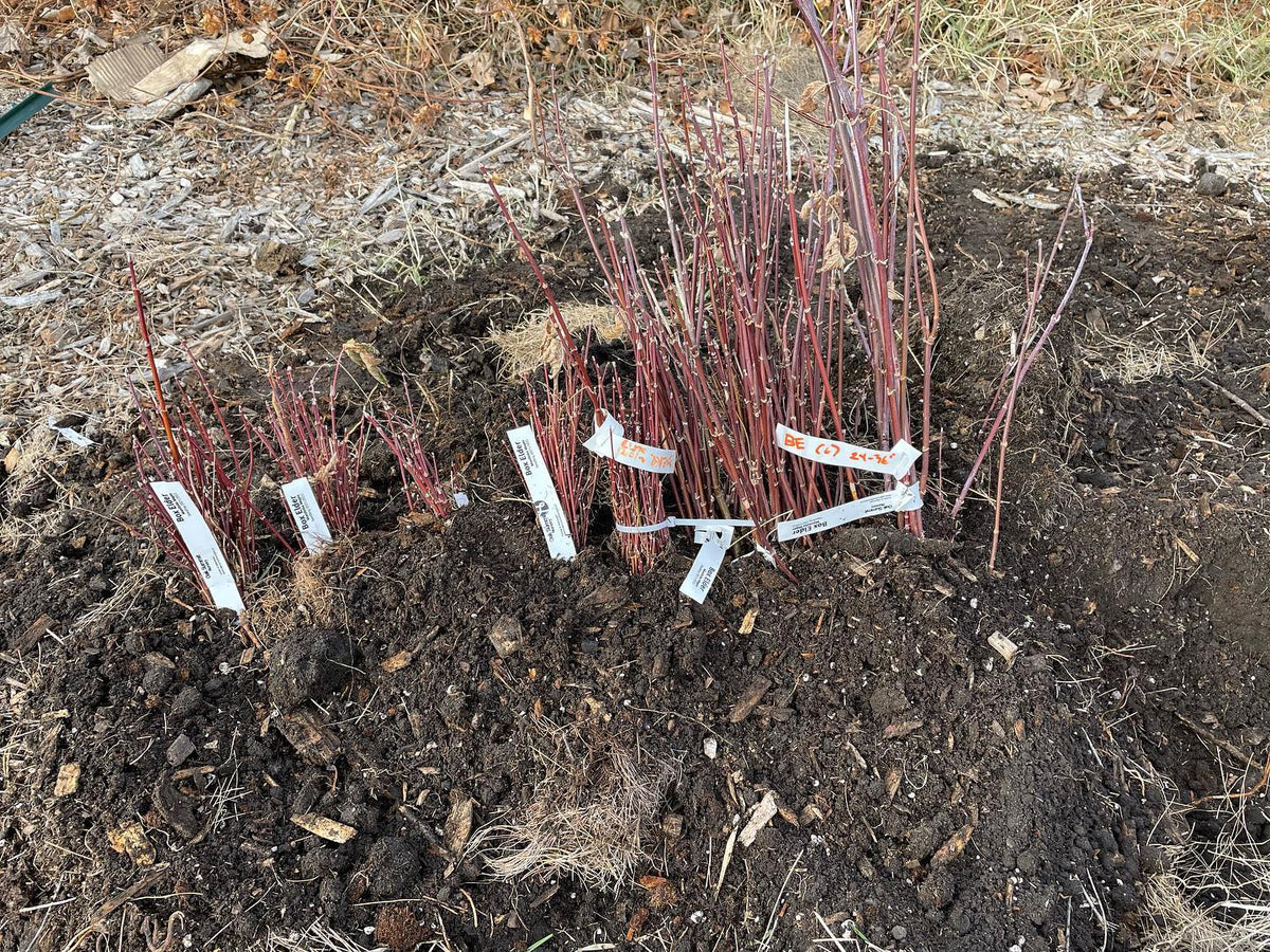 counting my trees, super organized with a clipboard and everything, image 2 of 2