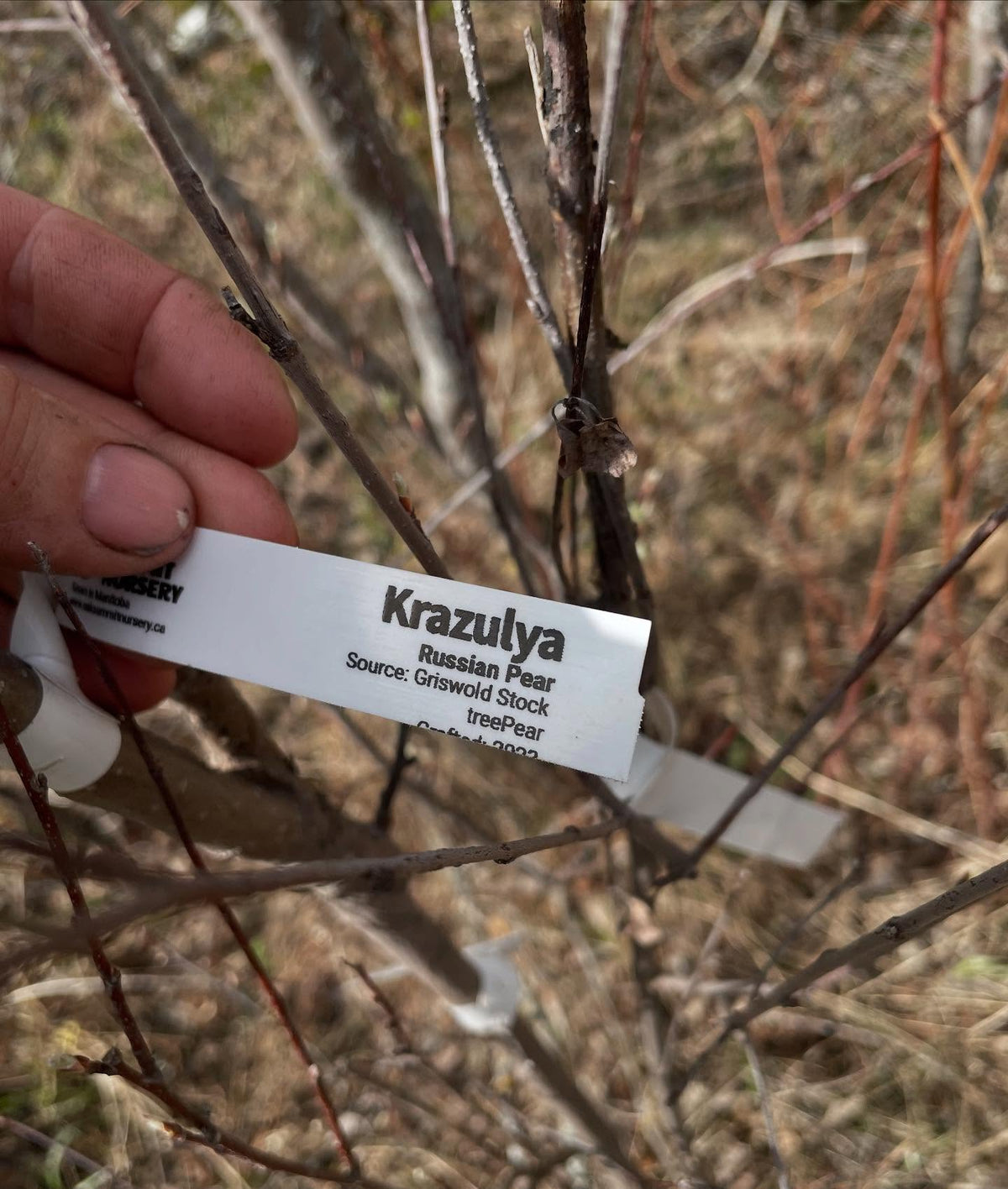 couple of russian pears grafted in 2022 about to flower, image 1 of 8