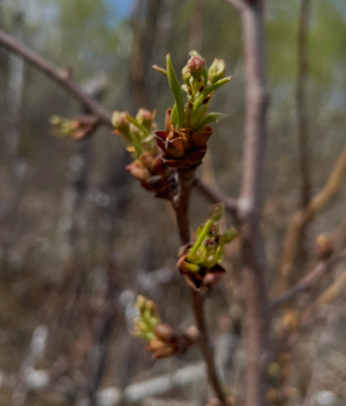 couple of russian pears grafted in 2022 about to flower, image 2 of 8