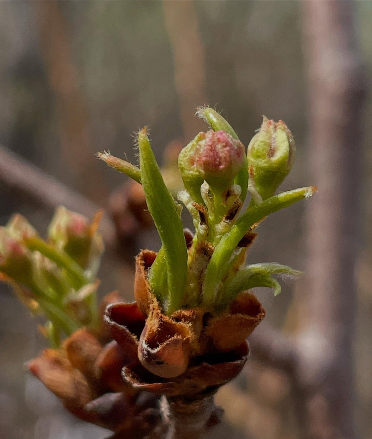couple of russian pears grafted in 2022 about to flower, image 3 of 8