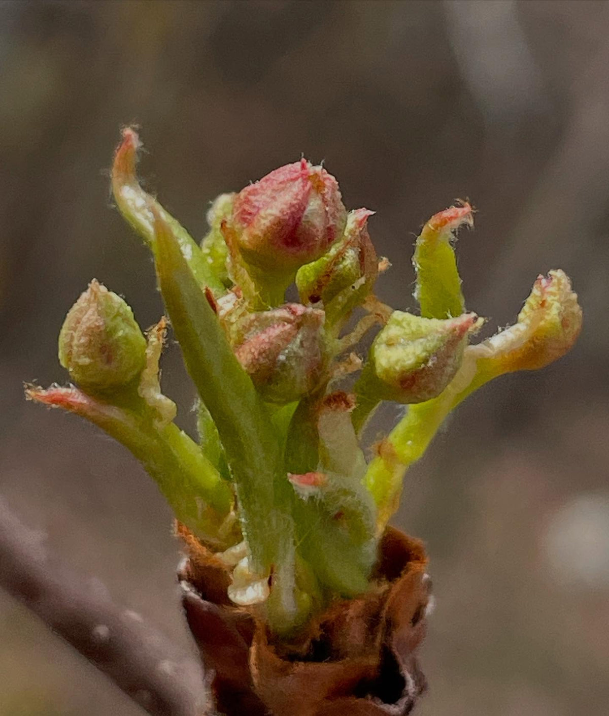 couple of russian pears grafted in 2022 about to flower, image 4 of 8