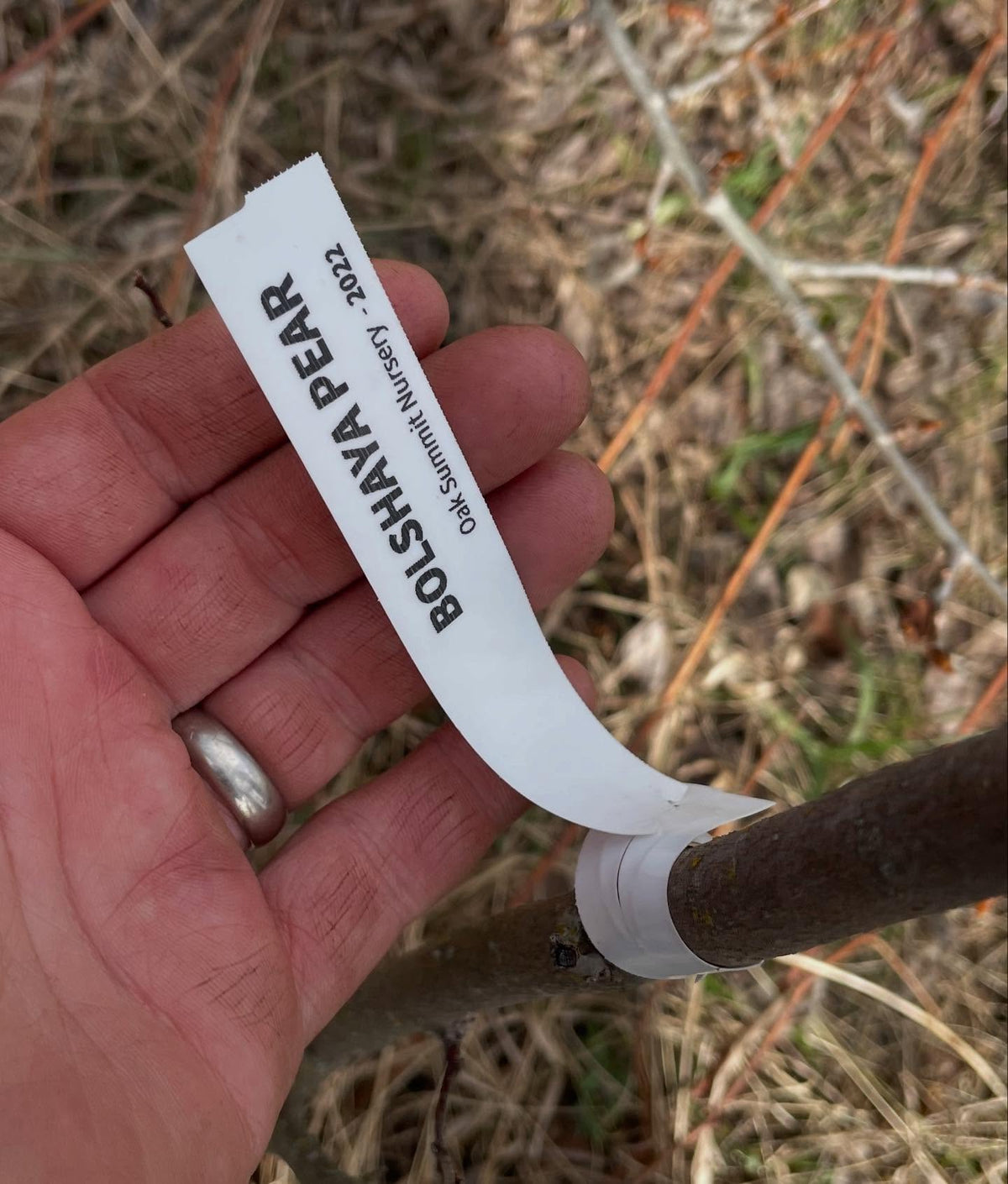 couple of russian pears grafted in 2022 about to flower, image 5 of 8