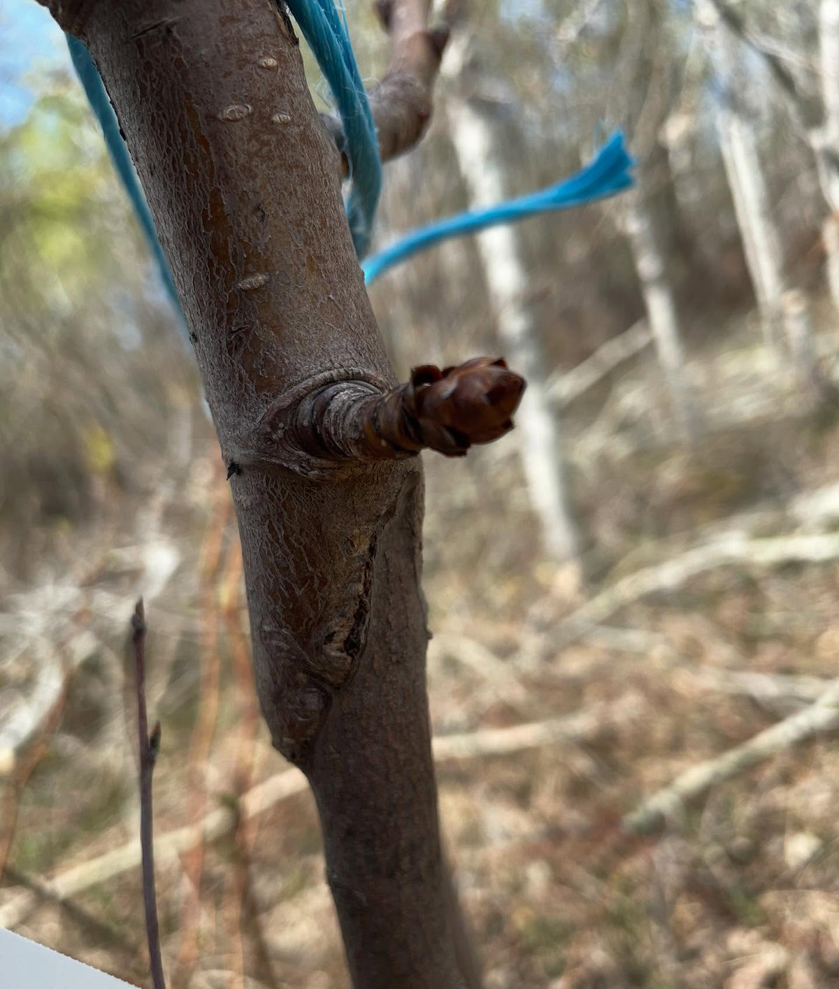 couple of russian pears grafted in 2022 about to flower, image 6 of 8