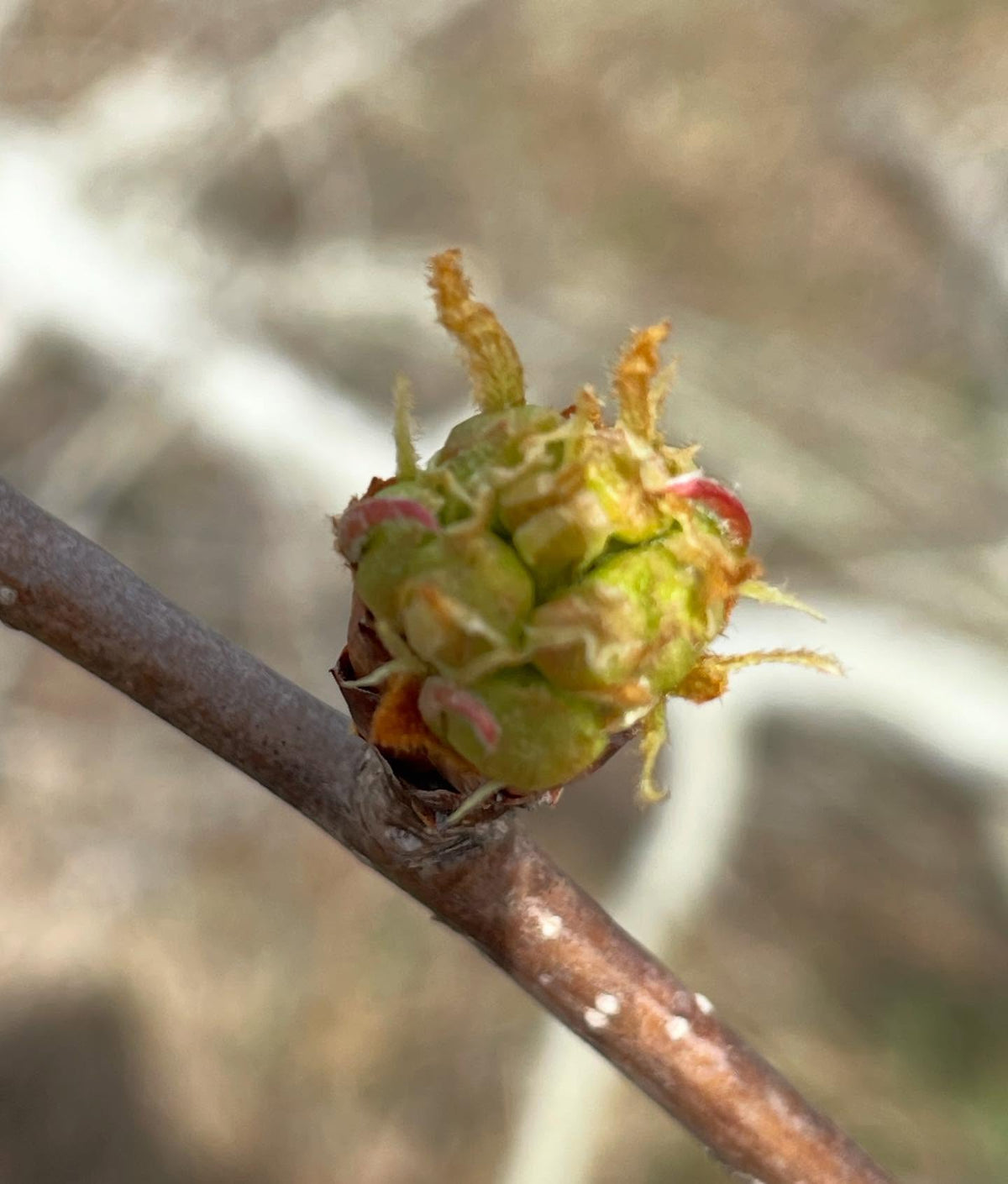 couple of russian pears grafted in 2022 about to flower, image 7 of 8
