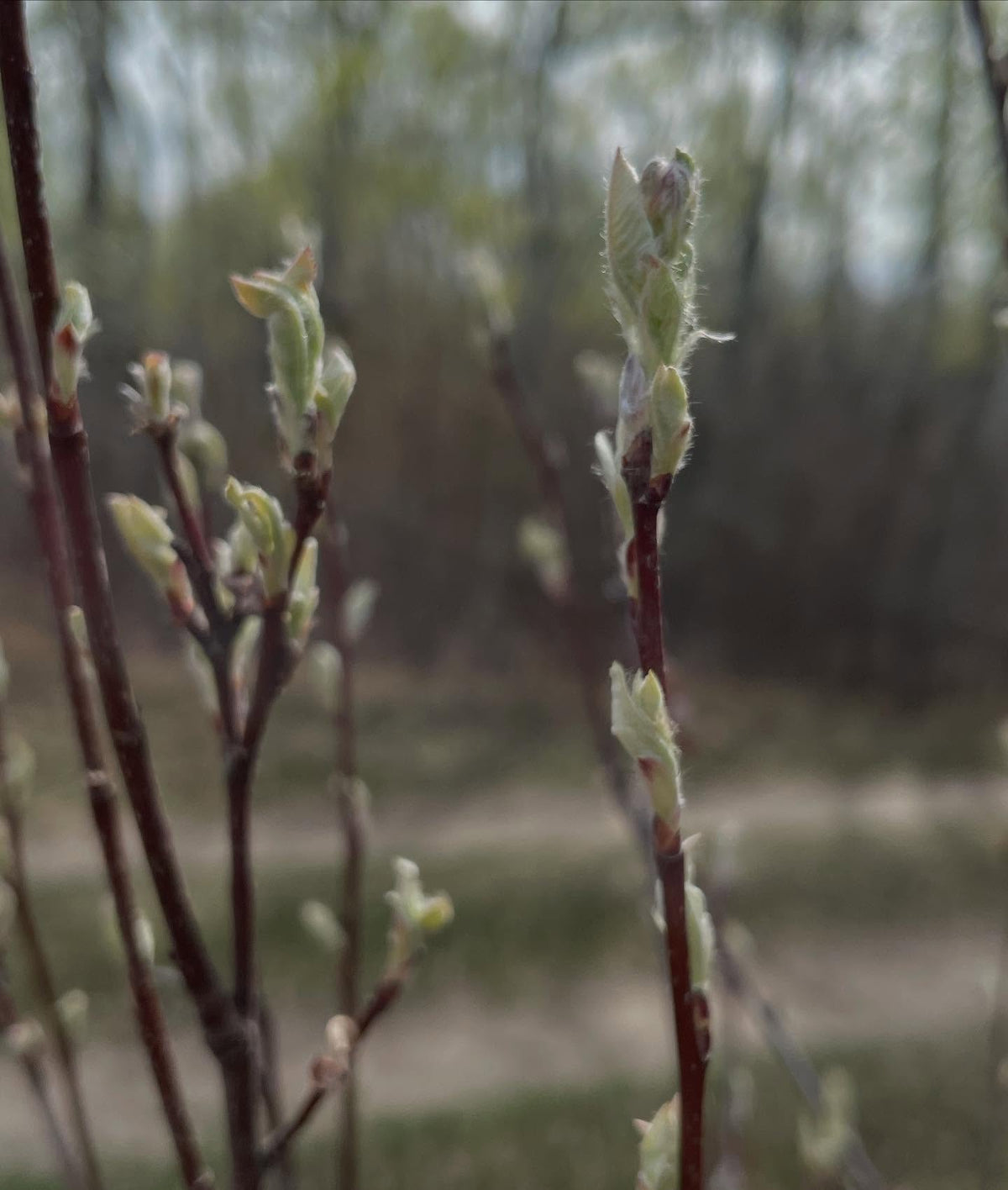 couple of russian pears grafted in 2022 about to flower, image 8 of 8