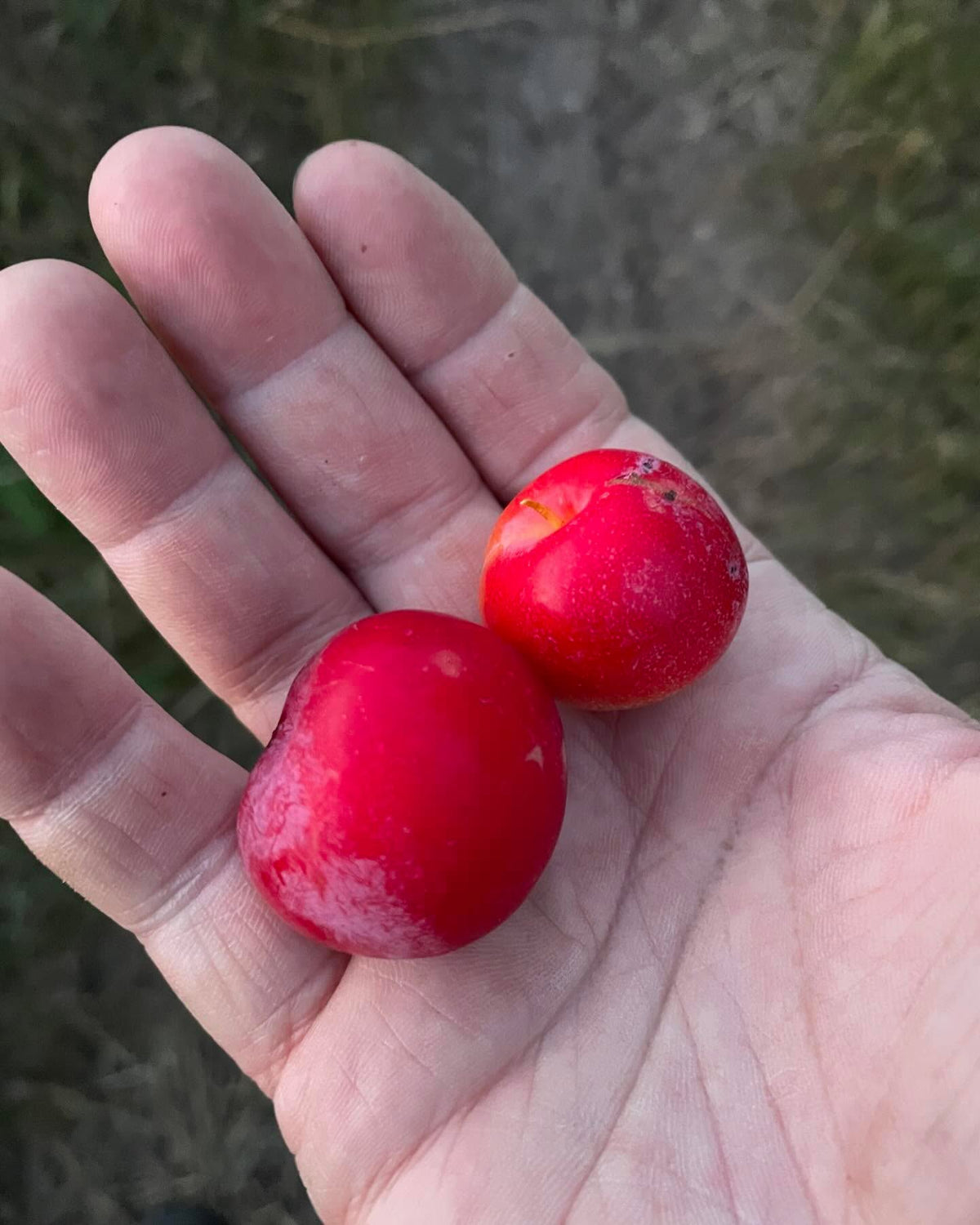 couple of Toka plum from this experimental tree, image 1 of 4
