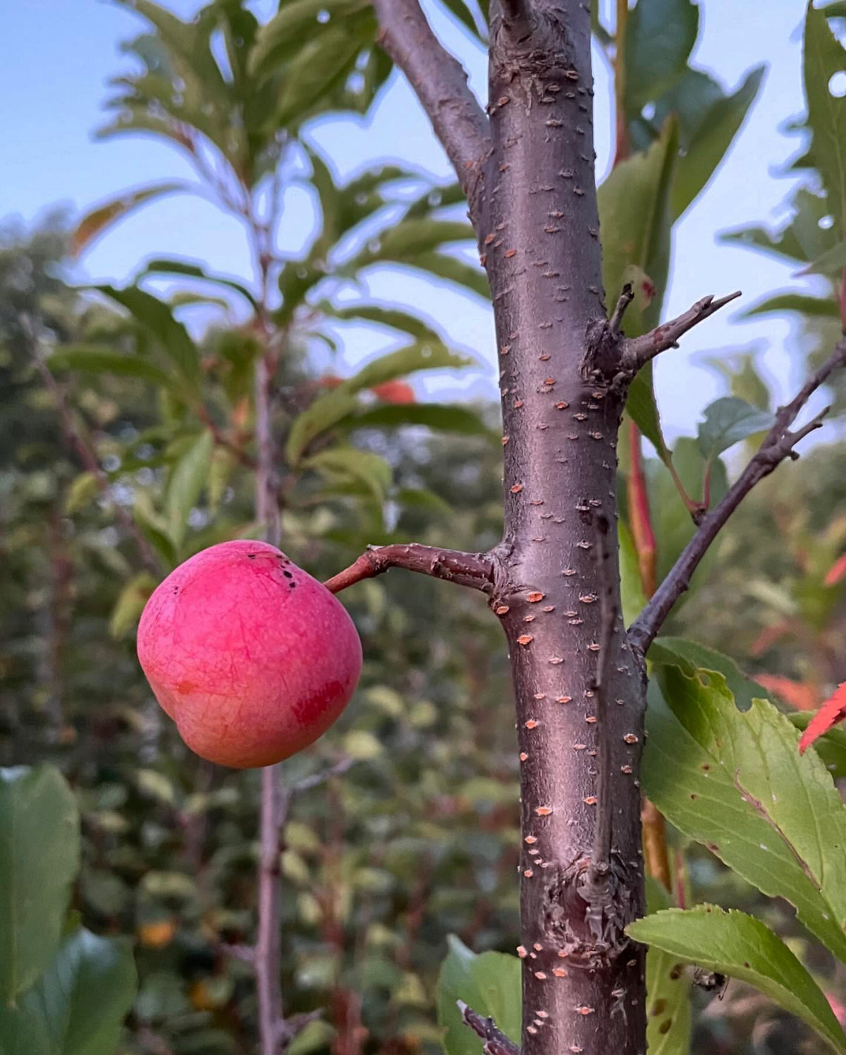 couple of Toka plum from this experimental tree, image 2 of 4