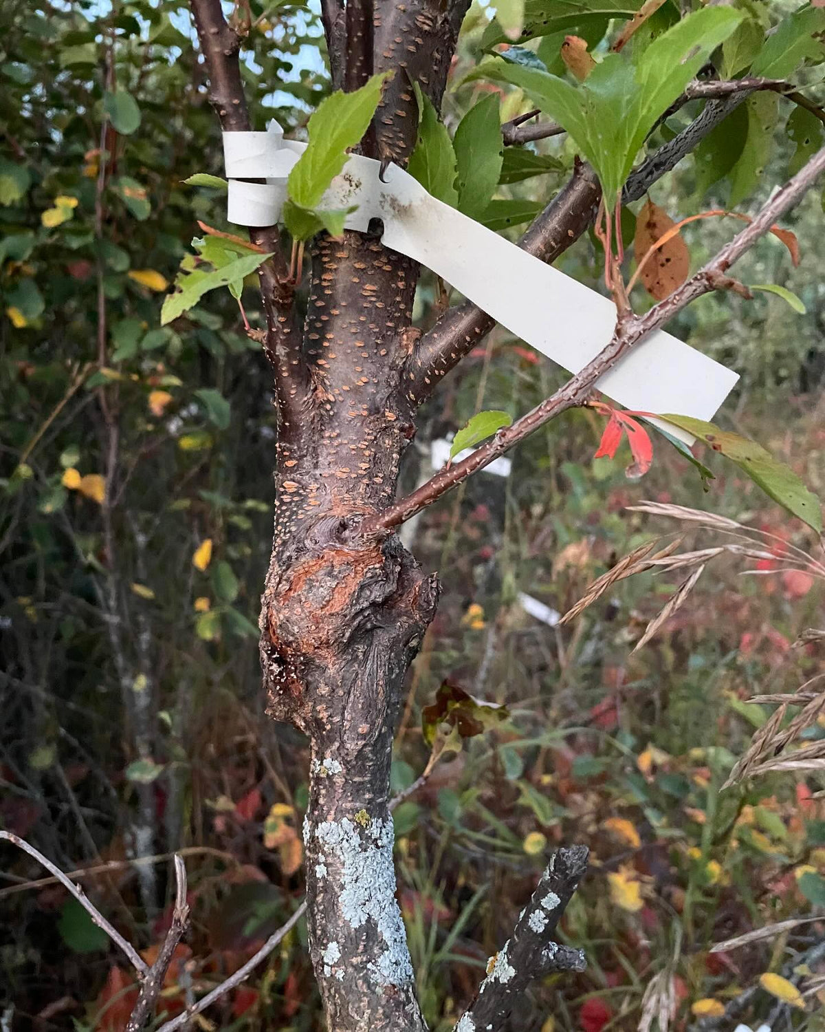 couple of Toka plum from this experimental tree, image 3 of 4