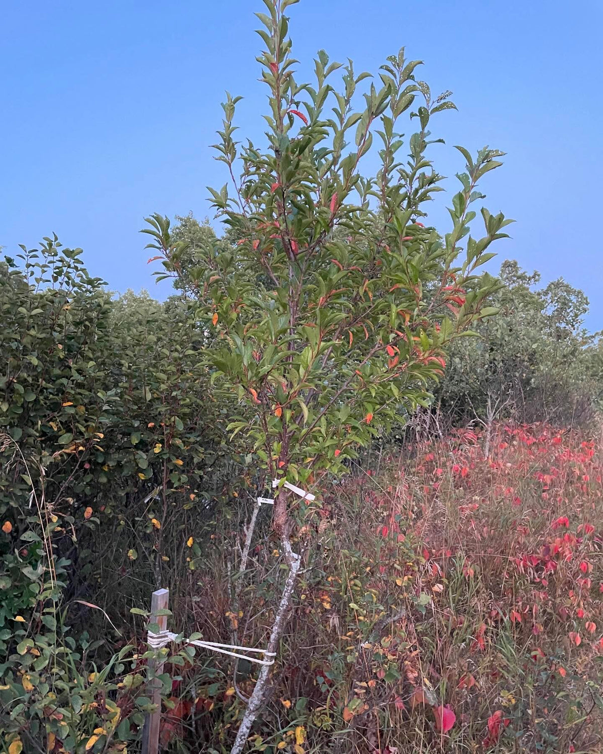 couple of Toka plum from this experimental tree, image 4 of 4