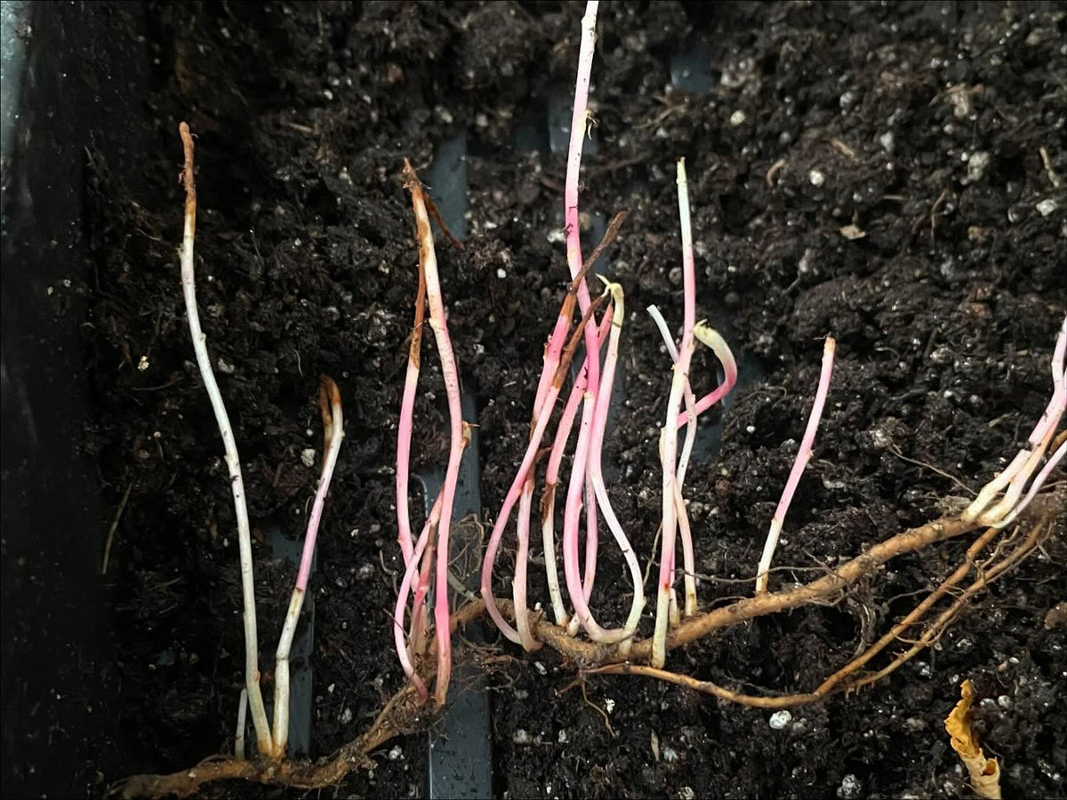 crab apple roots, sending up many new shoots, image 1 of 2