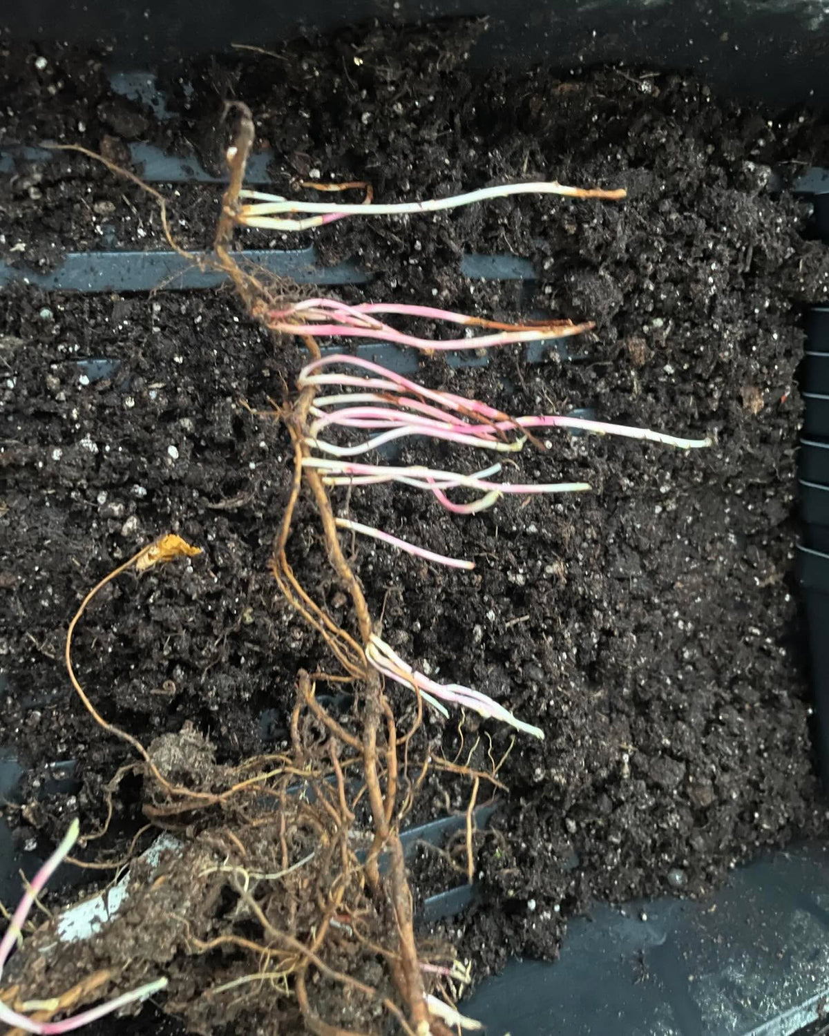 crab apple roots, sending up many new shoots, image 2 of 2