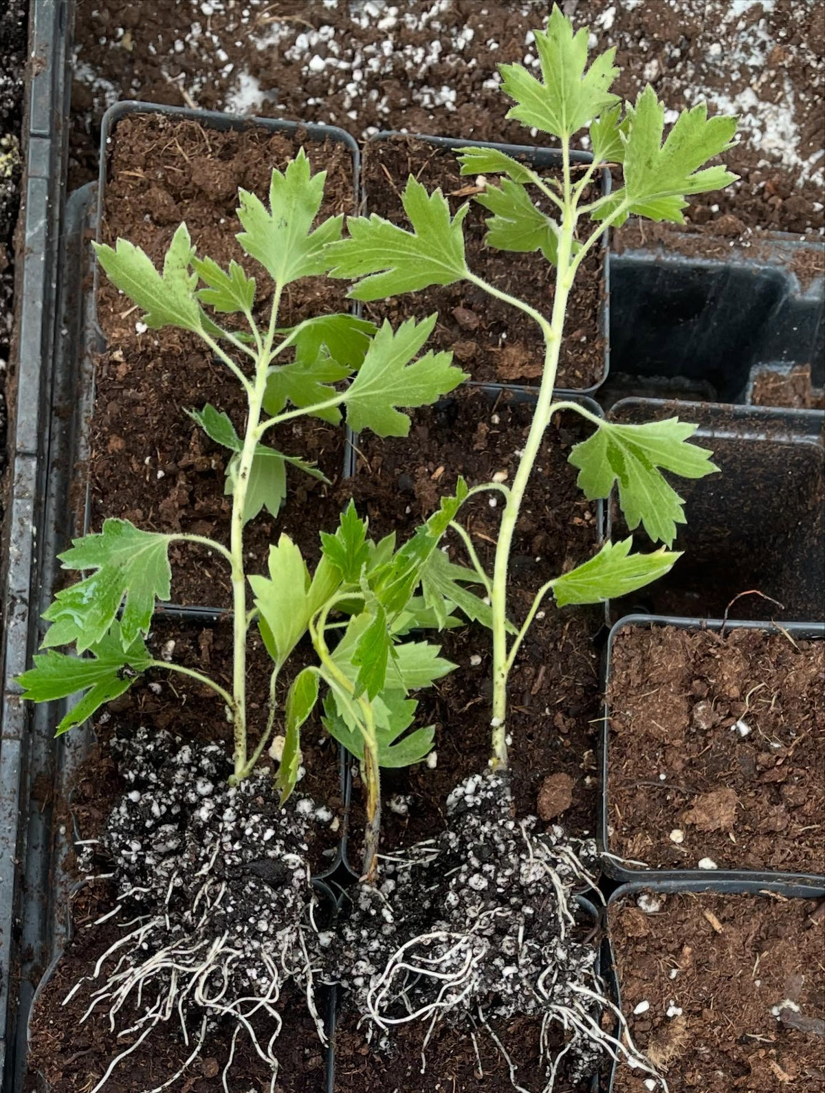 crandall currant, finally got this one to root, image 1 of 3