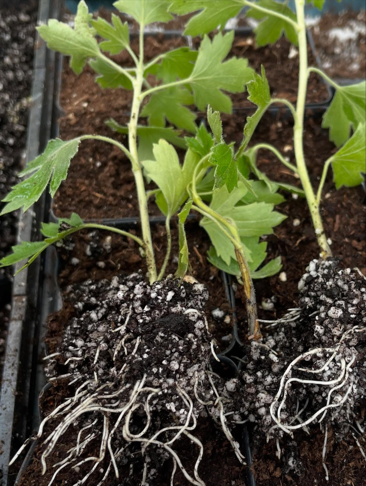 crandall currant, finally got this one to root, image 2 of 3