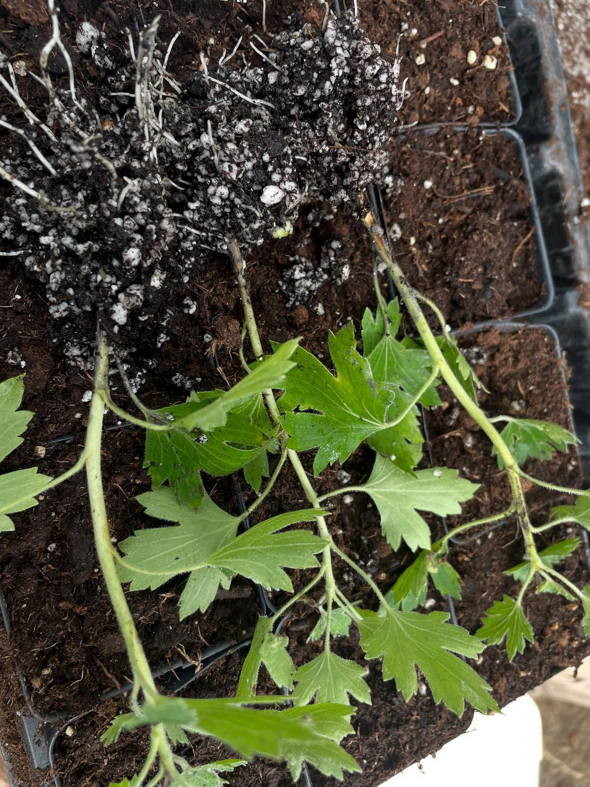 crandall currant, finally got this one to root, image 3 of 3