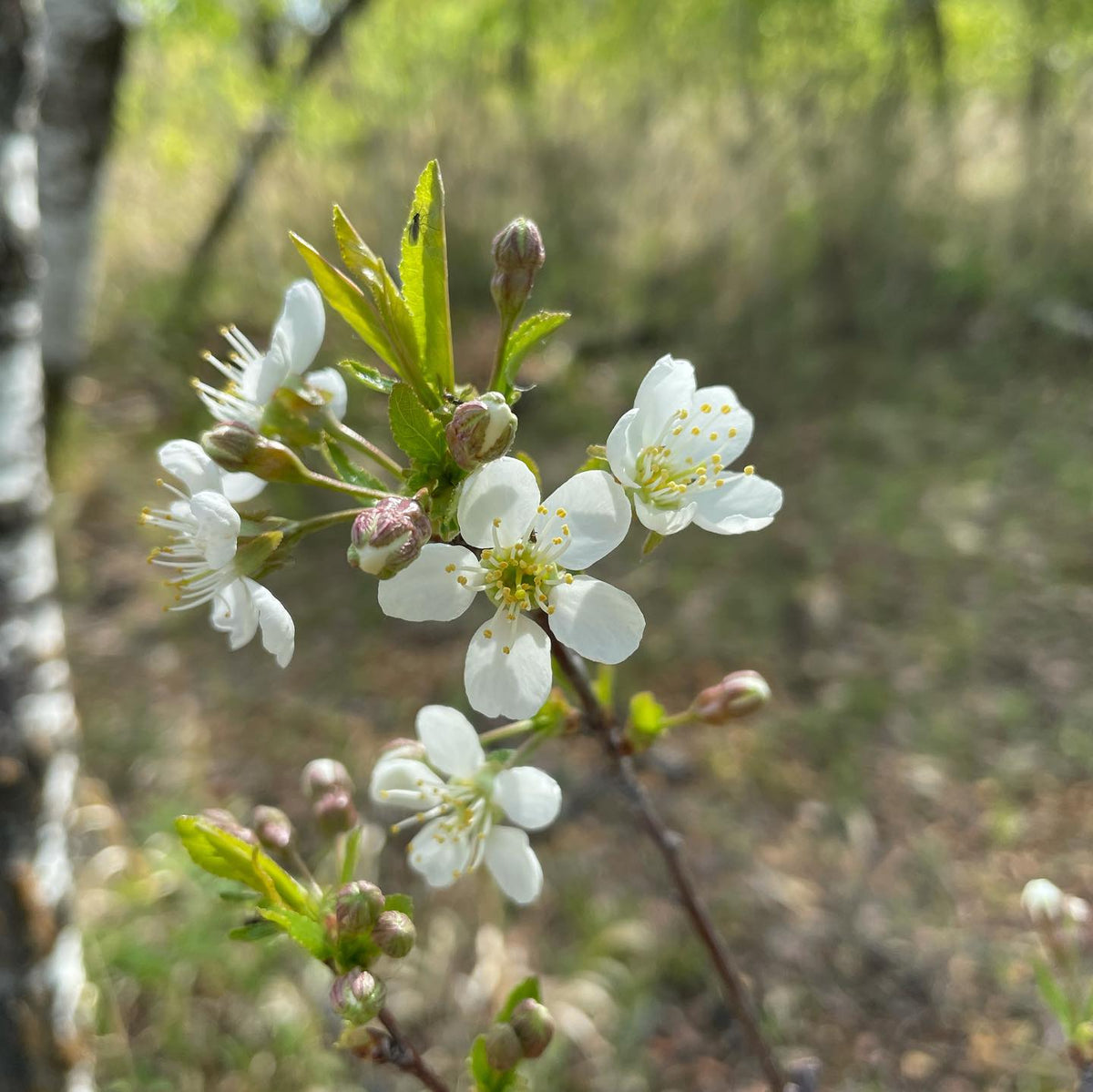 Cupid cherry blossoms, this one trained as a small tree although it’s more common to prune them as a bush cherry, image 1 of 2