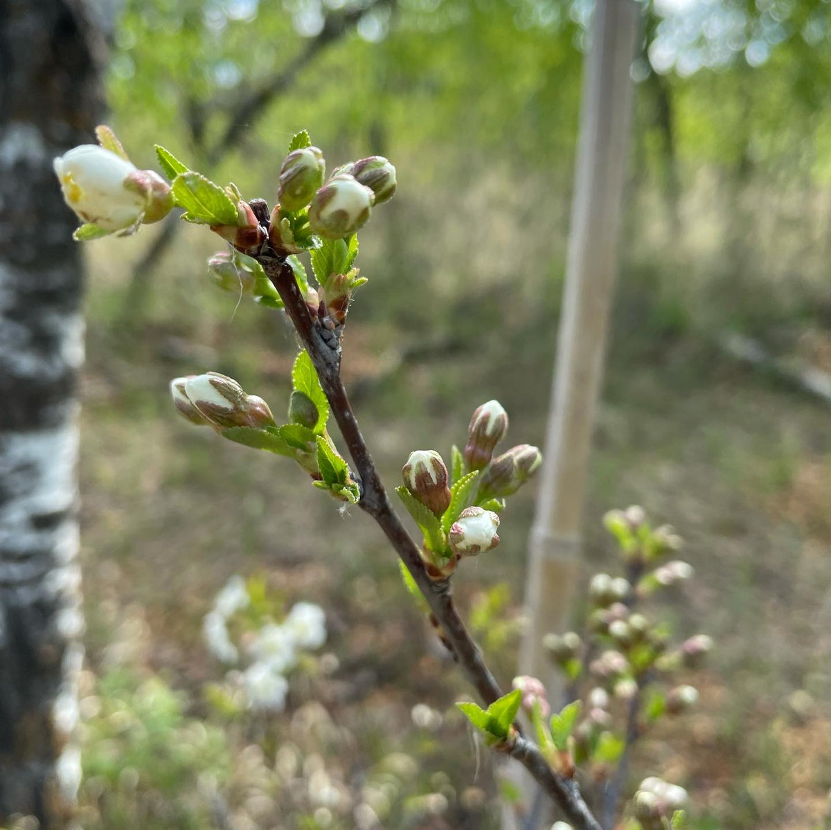 Cupid cherry blossoms, this one trained as a small tree although it’s more common to prune them as a bush cherry, image 2 of 2