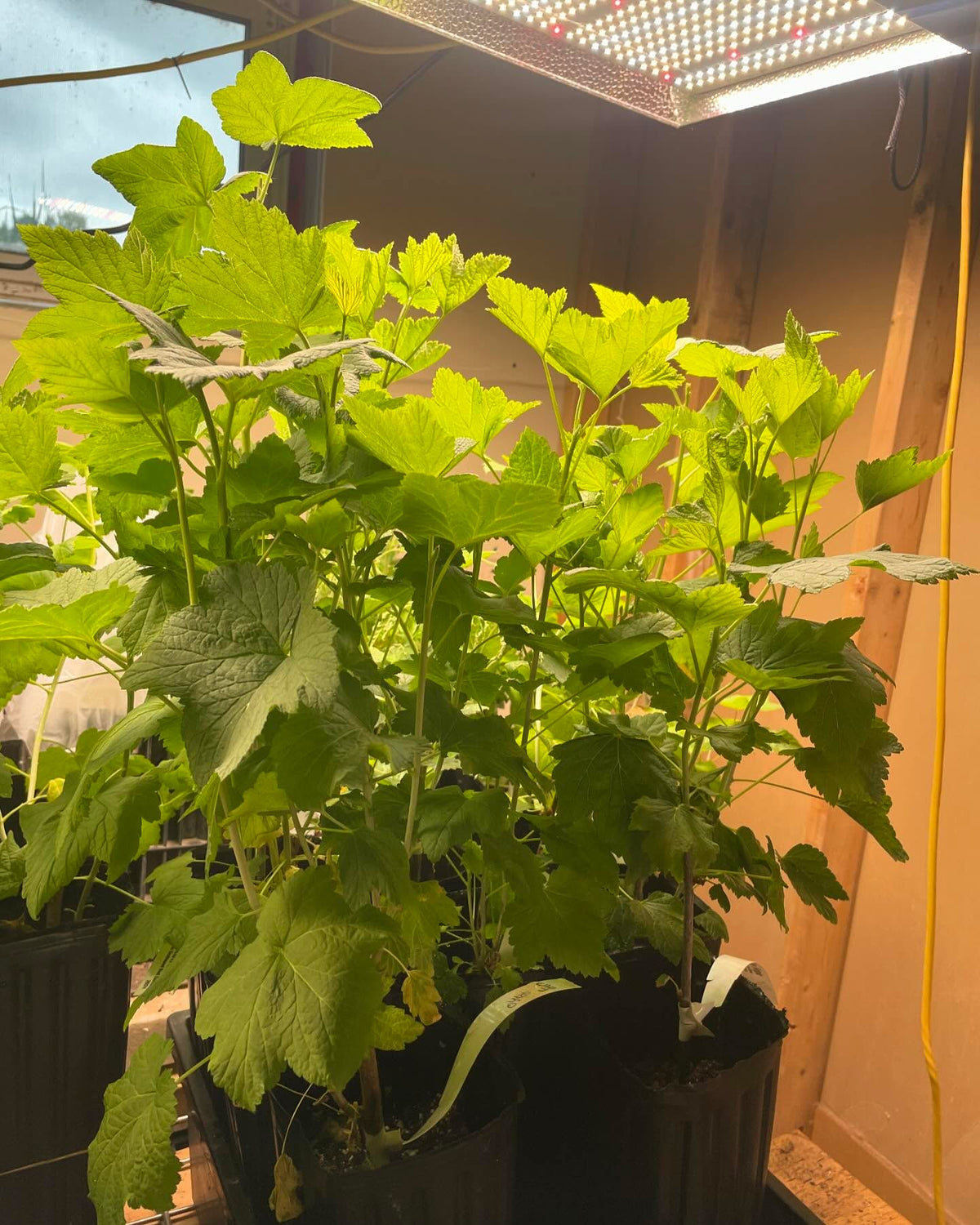 currant, gooseberry hardwood cuttings in gallon grow bags under lights, establishing new stock plants, image 1 of 2