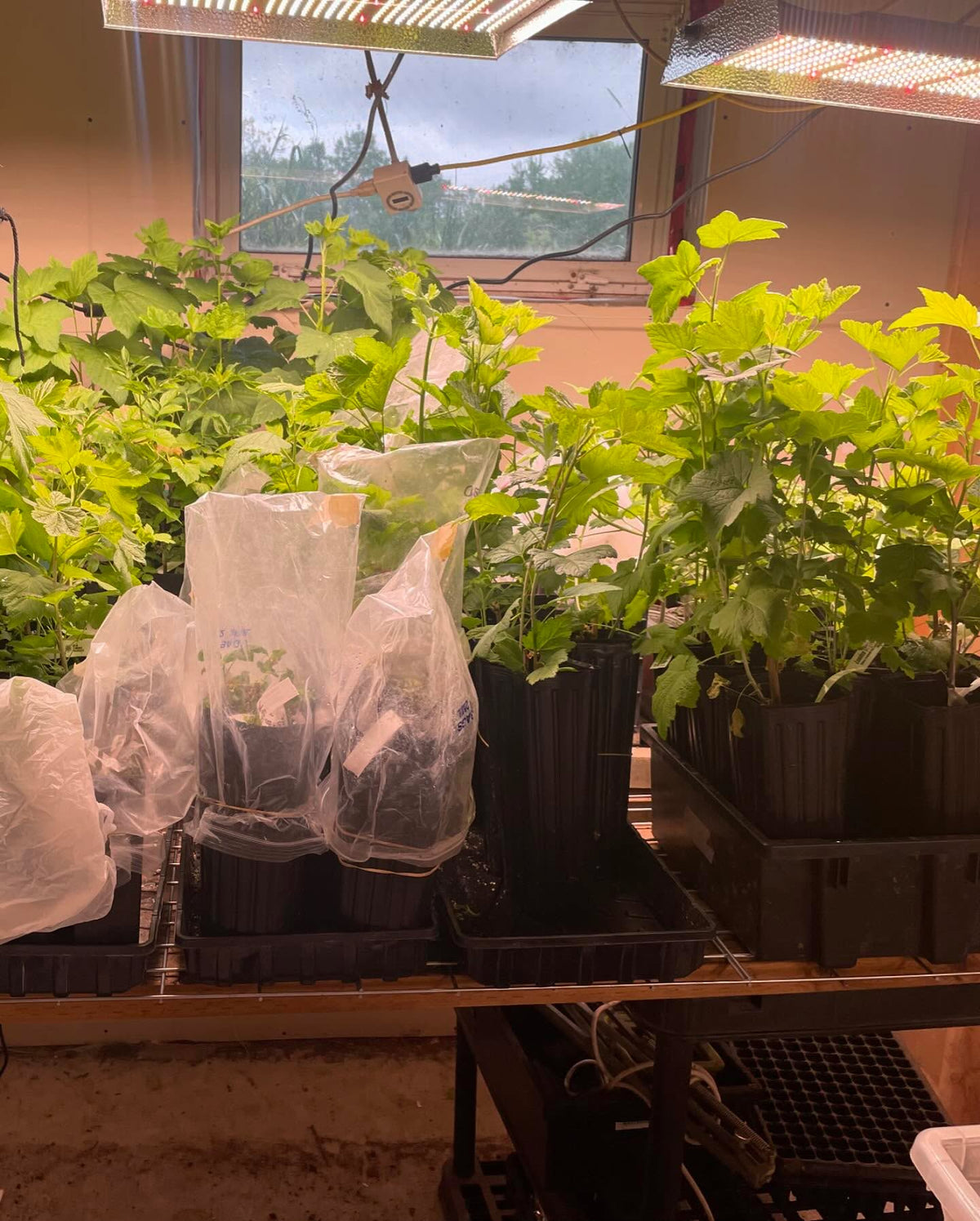 currant, gooseberry hardwood cuttings in gallon grow bags under lights, establishing new stock plants, image 2 of 2