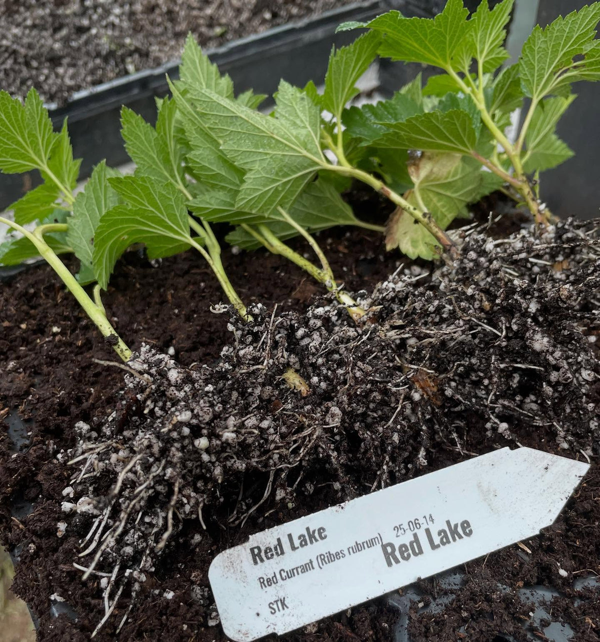 currants at 3 weeks can be heavily rooted so time to move them into individual pots, image 1 of 6