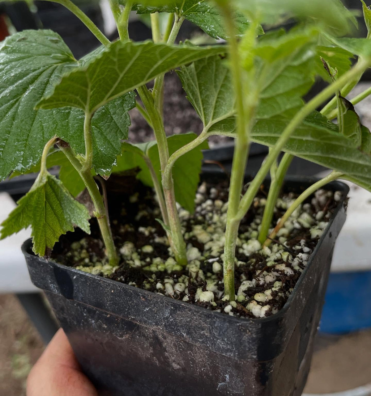 currants at 3 weeks can be heavily rooted so time to move them into individual pots, image 2 of 6