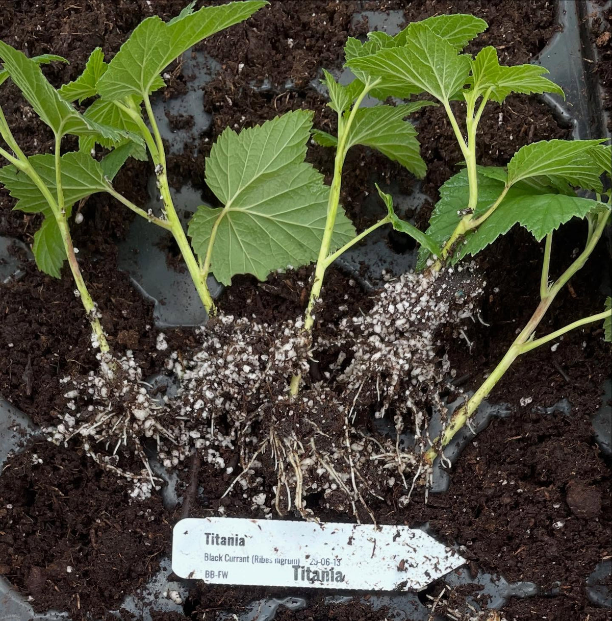 currants at 3 weeks can be heavily rooted so time to move them into individual pots, image 3 of 6