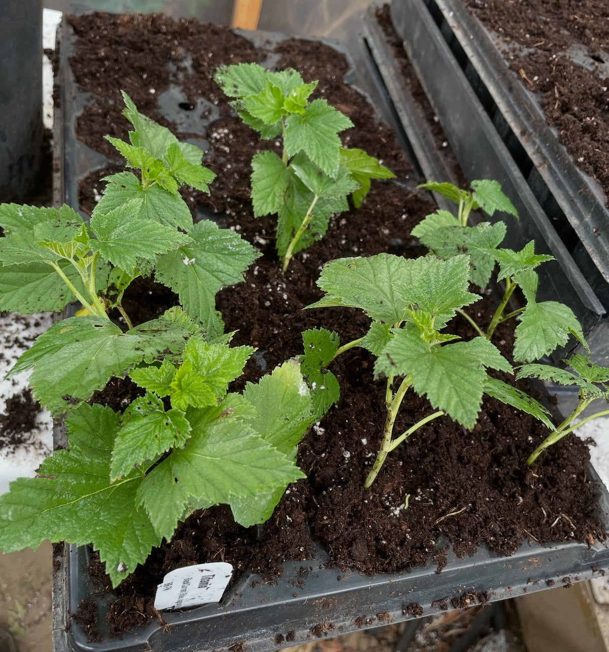 currants at 3 weeks can be heavily rooted so time to move them into individual pots, image 4 of 6