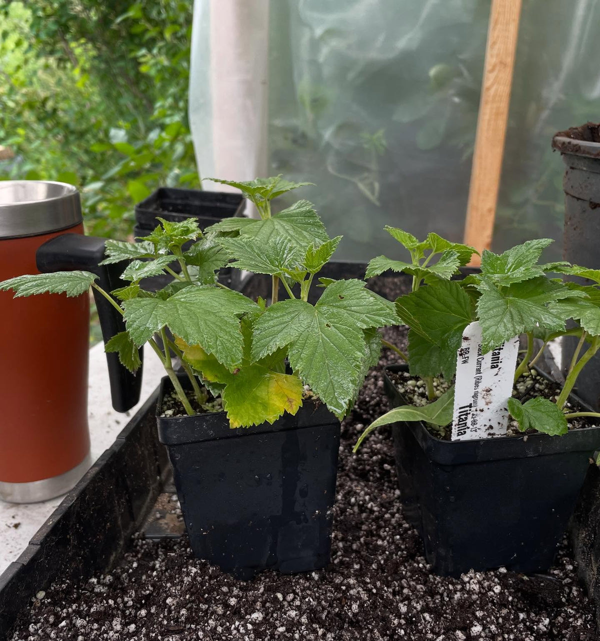 currants at 3 weeks can be heavily rooted so time to move them into individual pots, image 5 of 6