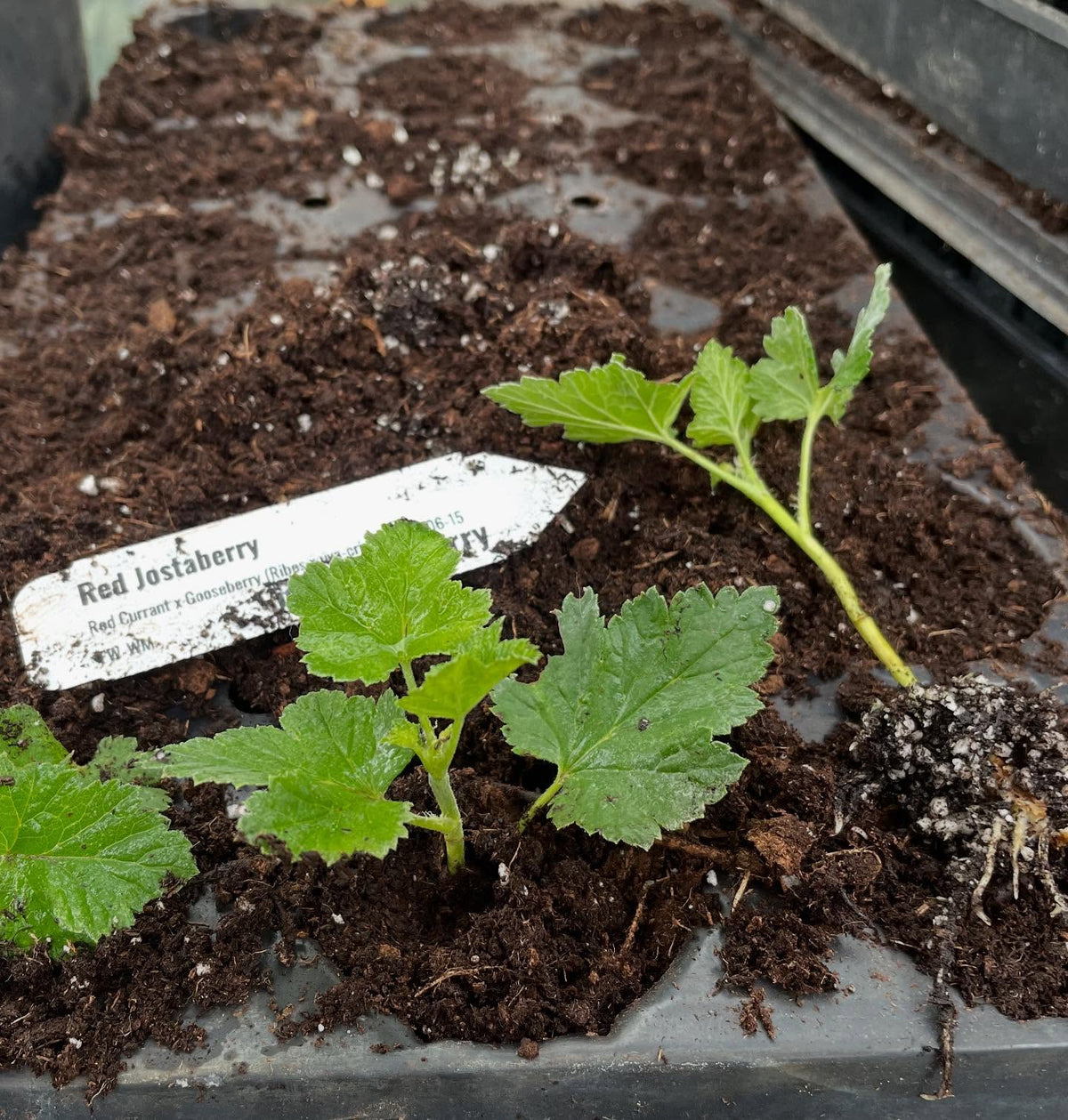 currants at 3 weeks can be heavily rooted so time to move them into individual pots, image 6 of 6