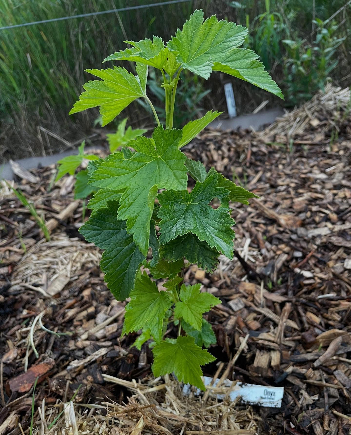 currants from cuttings this spring, I have a fun selection of new ones that will be large enough to propagate in 2026, image 1 of 3