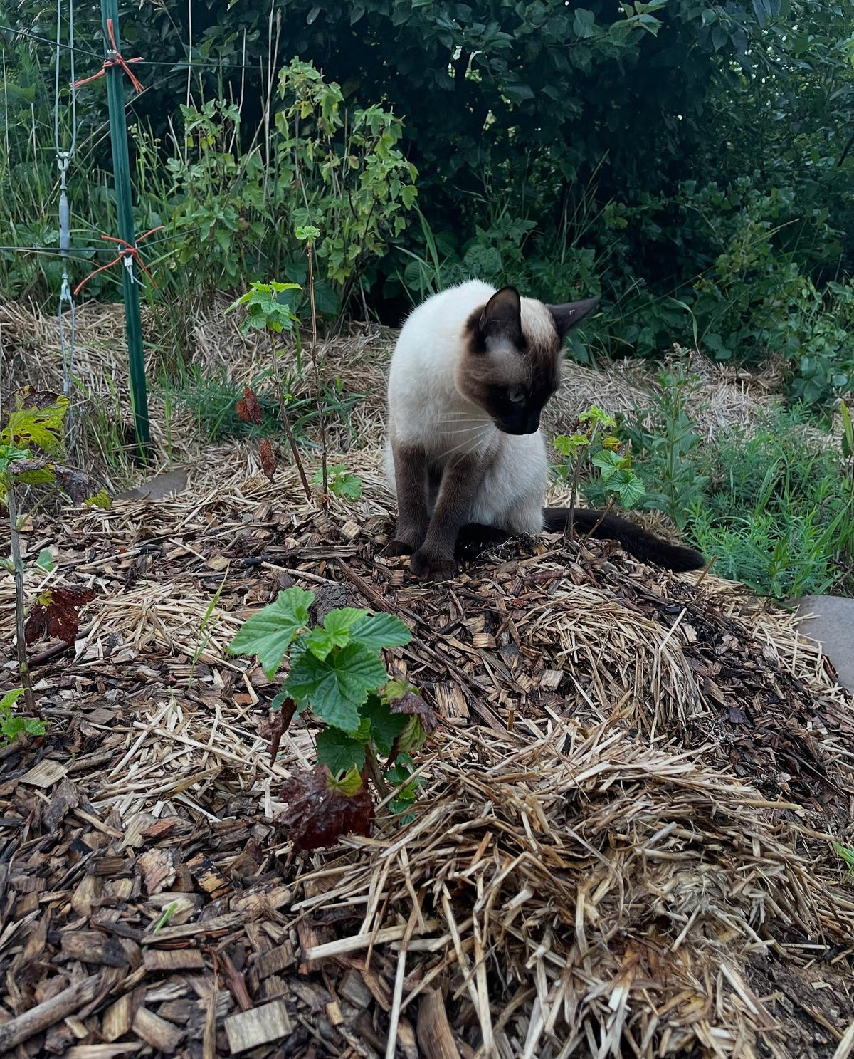 currants from cuttings this spring, I have a fun selection of new ones that will be large enough to propagate in 2026, image 3 of 3