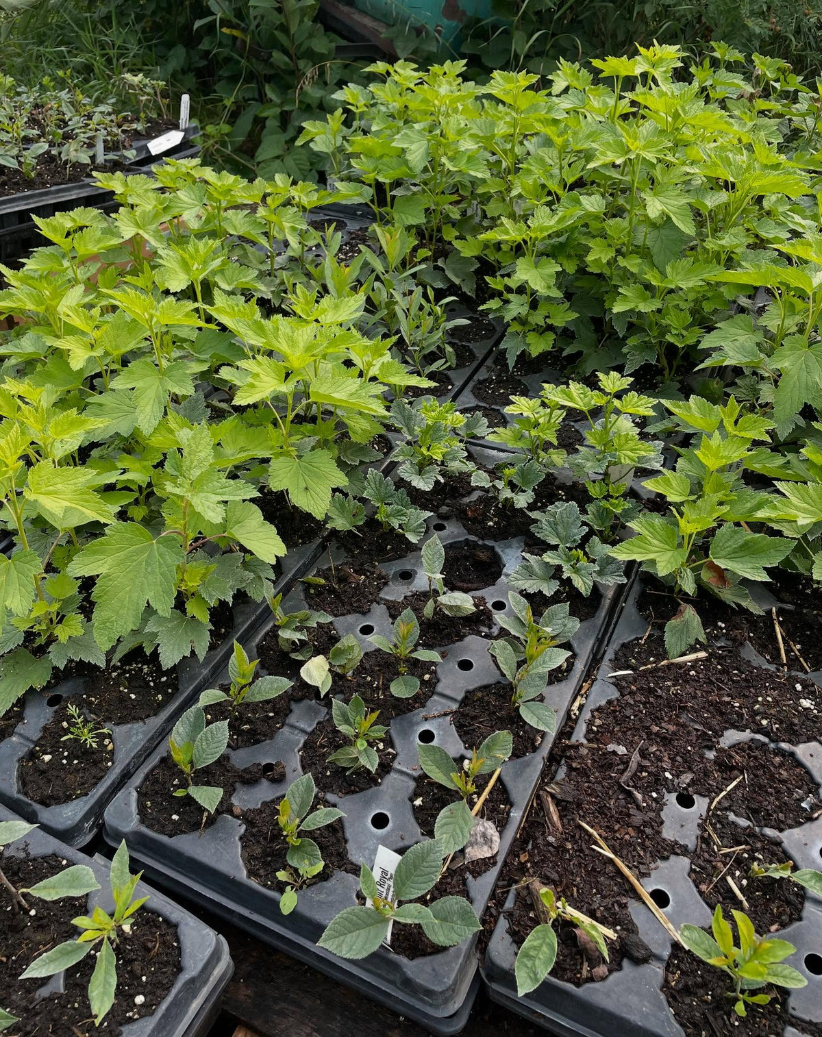 currants resuming growth, potted up a few weeks ago and taking off