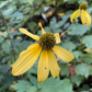 Cutleaf Coneflower (Rudbeckia laciniata) - Native Perennial Flower - 100+ Seeds