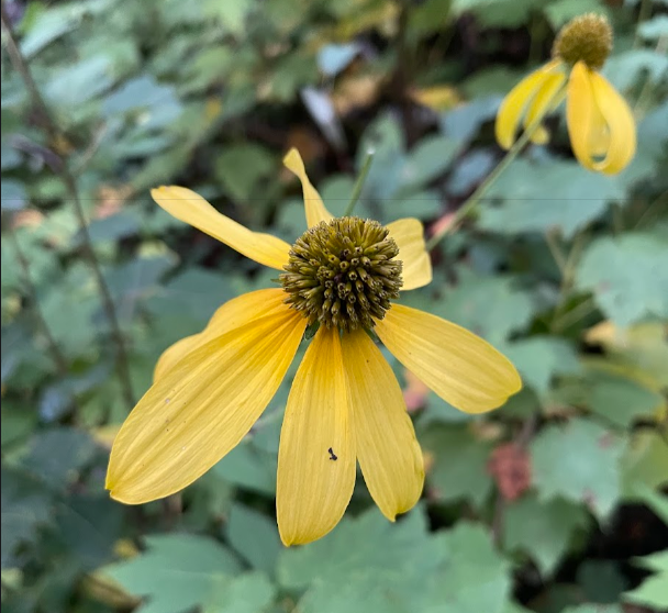 Rudbeckia laciniata (Equipnea vulgaris) - Flor perenne nativa - Más de 100 semillas