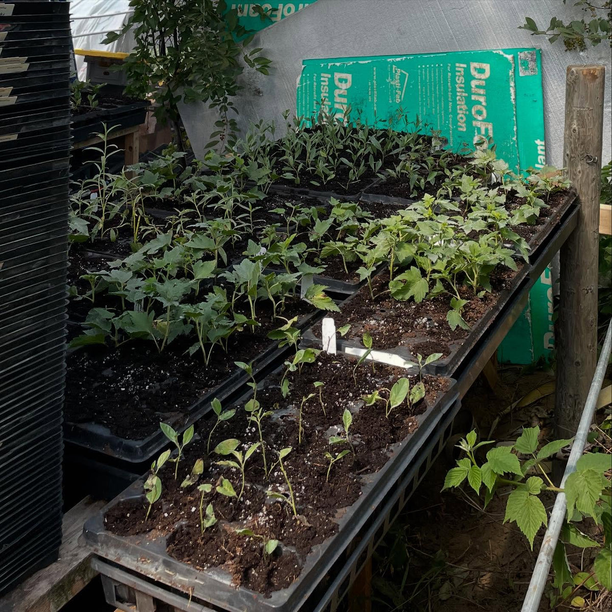 cuttings hardening off